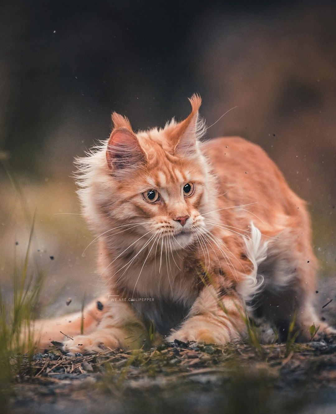 Cat on the loose - cat, Redheads, Liberty, Maine Coon