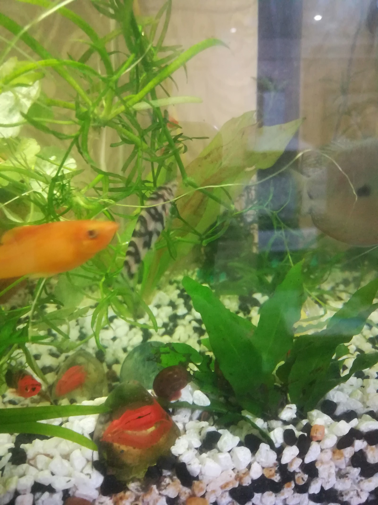 Help identify. - My, Catfish, Aquarium, Identification, Aquarium fish, Longpost