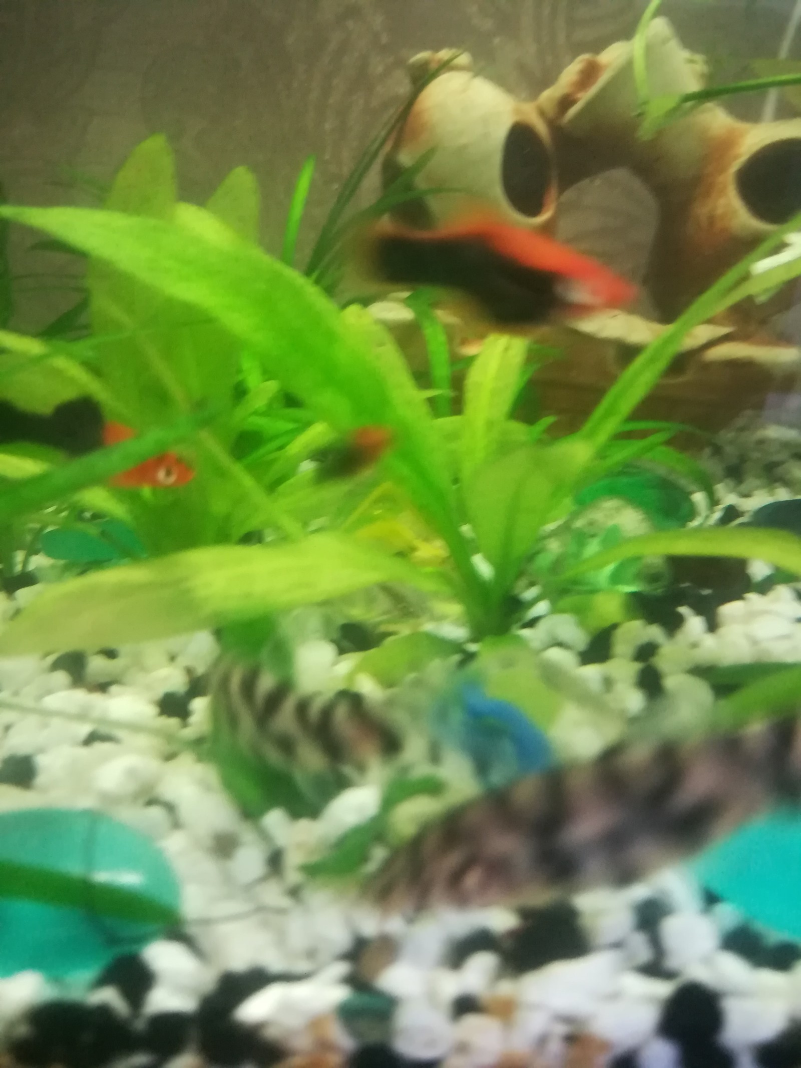 Help identify. - My, Catfish, Aquarium, Identification, Aquarium fish, Longpost