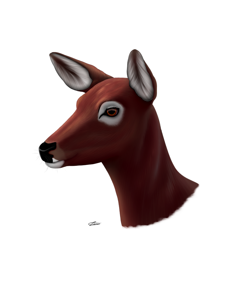 Fawn. - My, Art, , Fawn