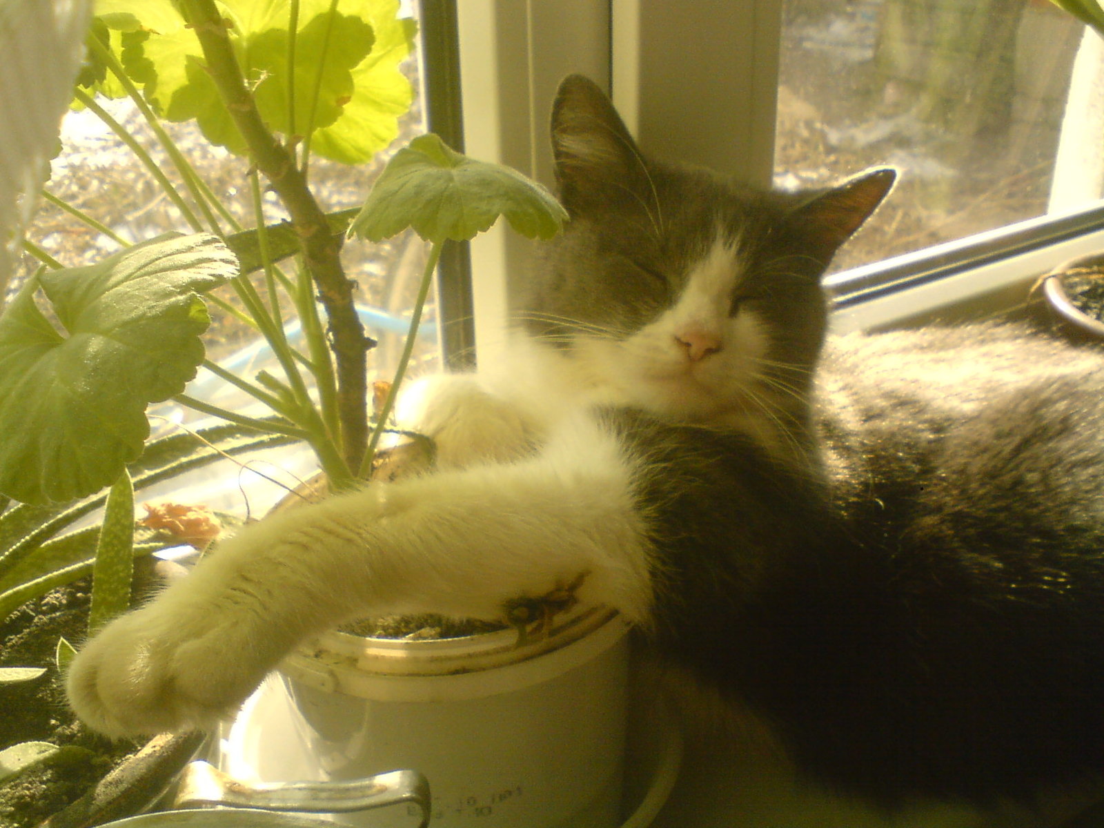 The cat sleeps on a flower pot - My, cat, Dream, Flowers, Flower pot, 
