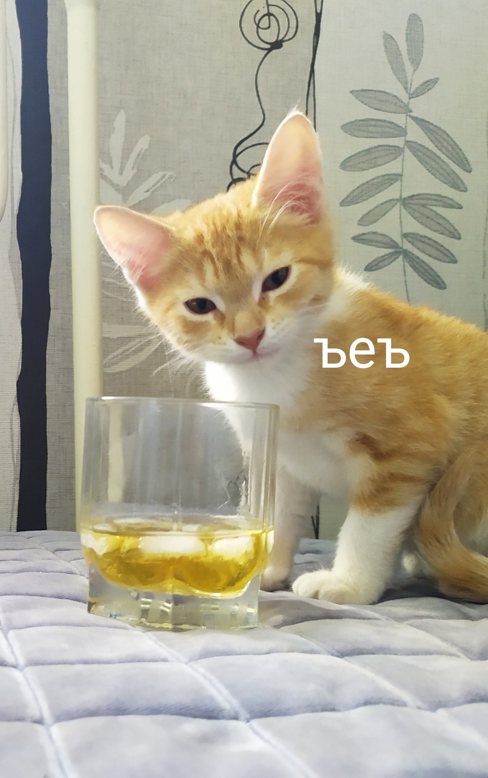 Mood - cat - My, cat, Whiskey, Mood, Longpost