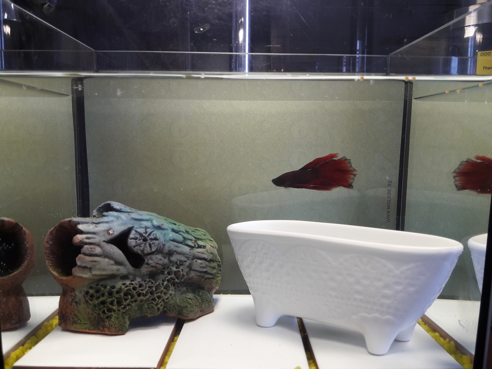 Gennady. New partner. - My, Aquarium, Aquarium fish, cat, Longpost