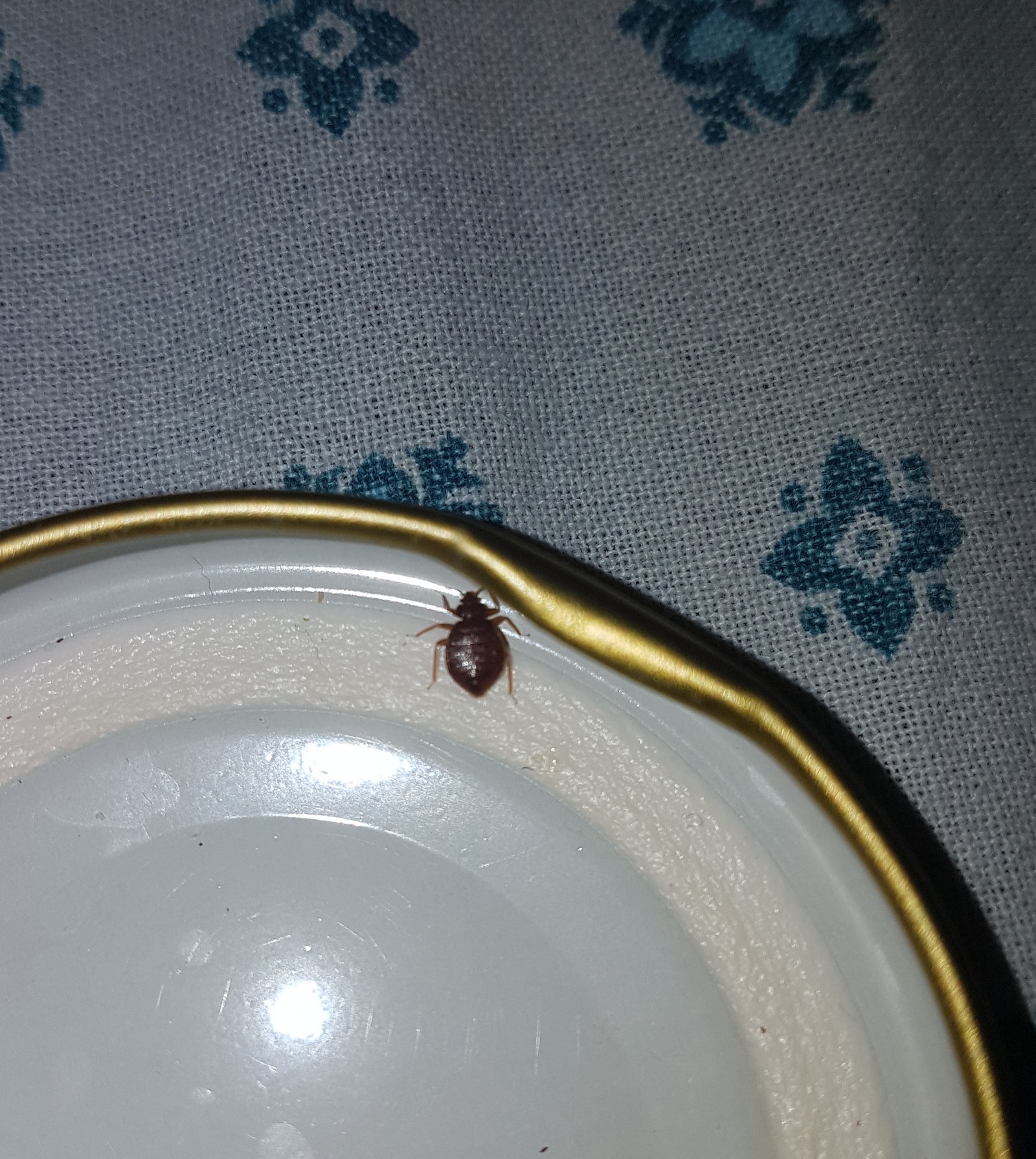Tell me, is it a tick? - Insects, Bedbugs, Question