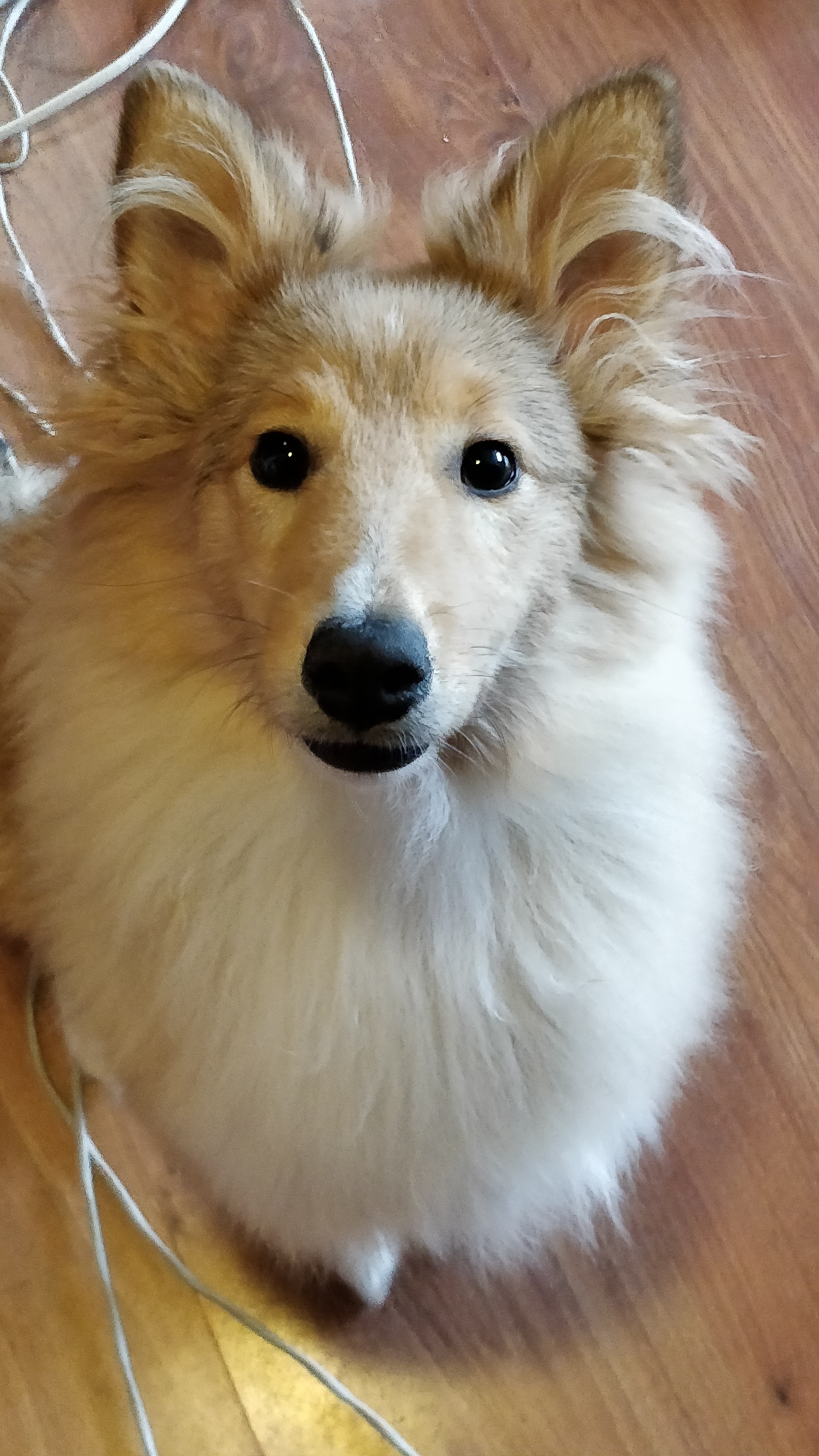 I listen carefully - My, Sheltie, Dog