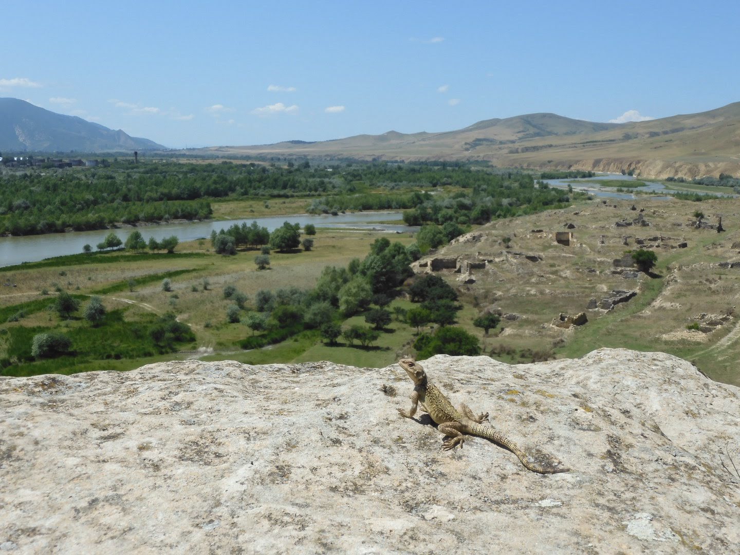 Lizards of the cave city Uplistsikhe - My, Lizard, Uplistsikhe, Georgia, Longpost