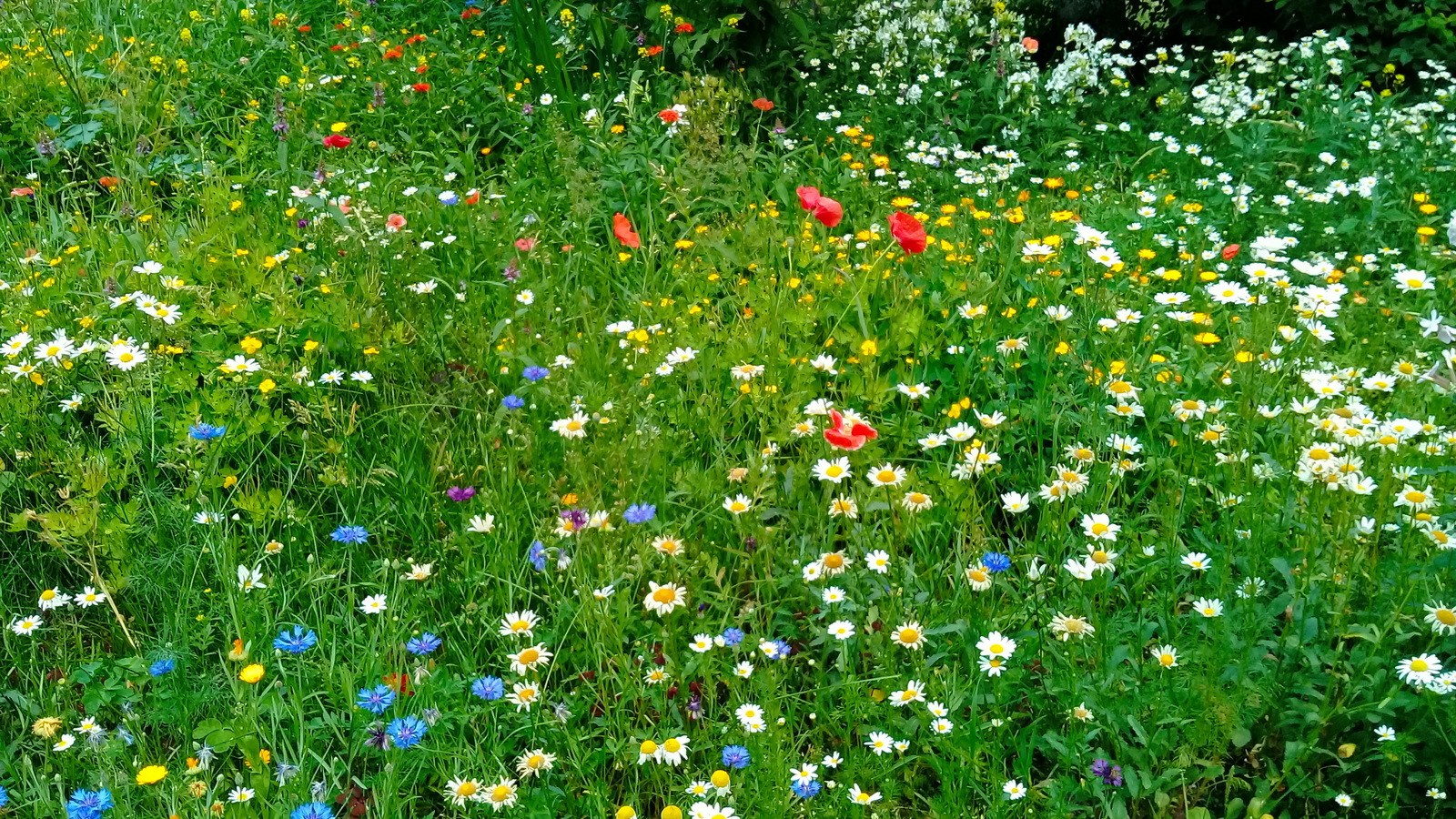 Herbs - My, Flowers, Summer, Plants