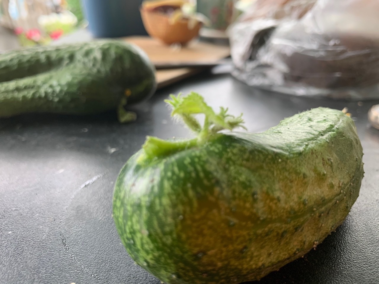 Harvest 2019. Cucumbers - My, Garden, Harvest, Cucumbers, Suddenly, Longpost