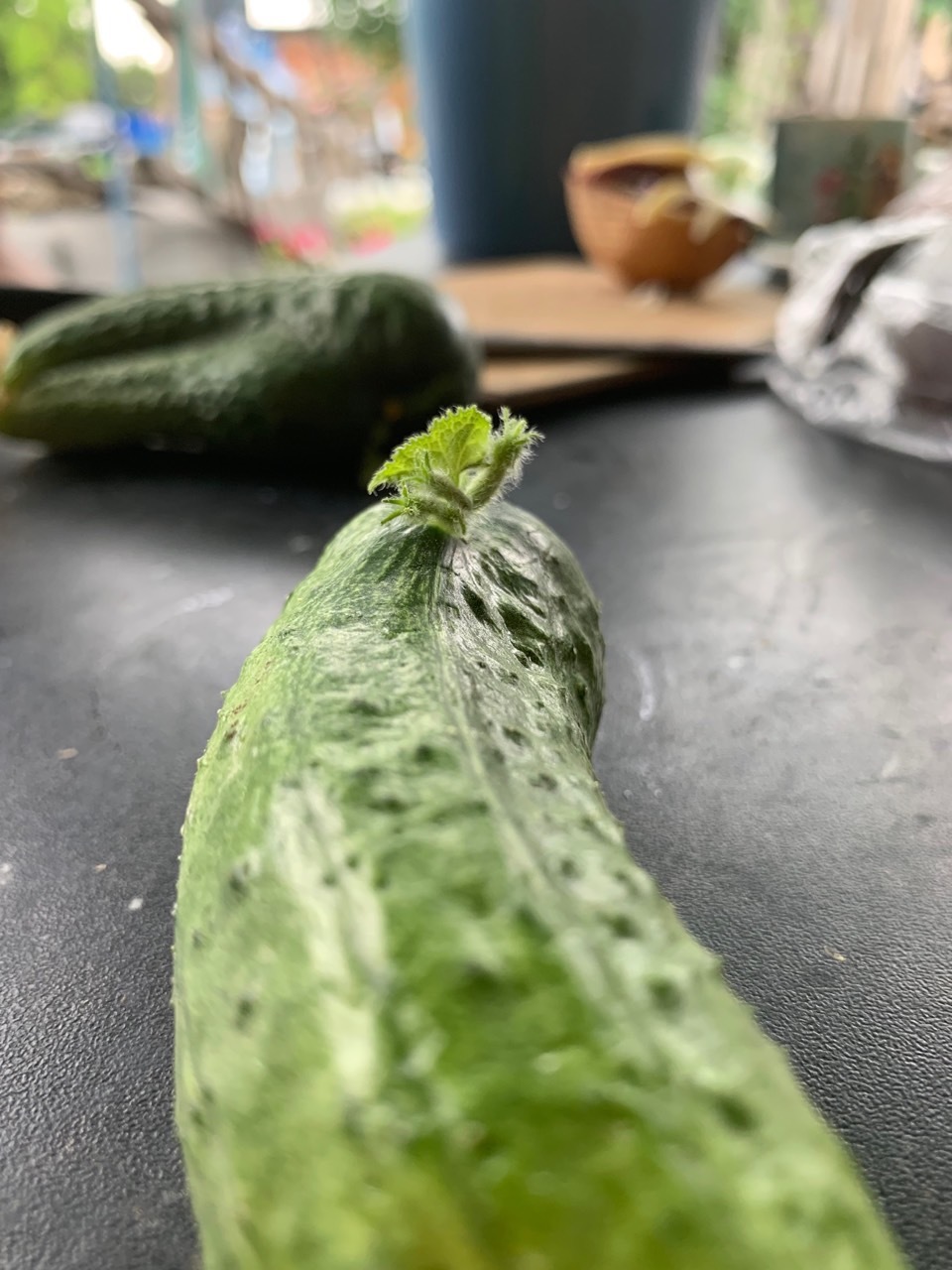 Harvest 2019. Cucumbers - My, Garden, Harvest, Cucumbers, Suddenly, Longpost