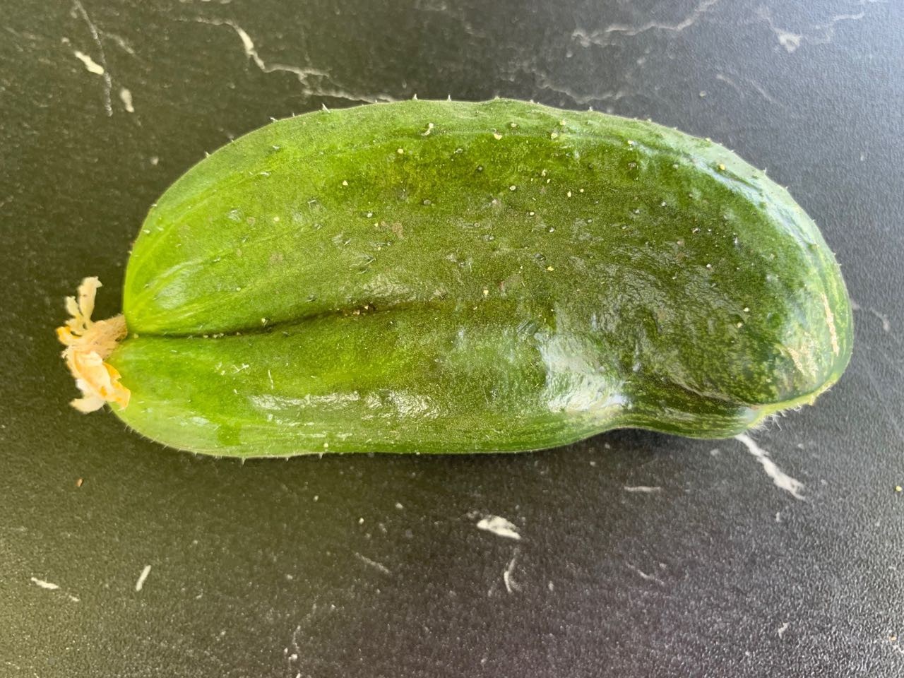 Harvest 2019. Cucumbers - My, Garden, Harvest, Cucumbers, Suddenly, Longpost