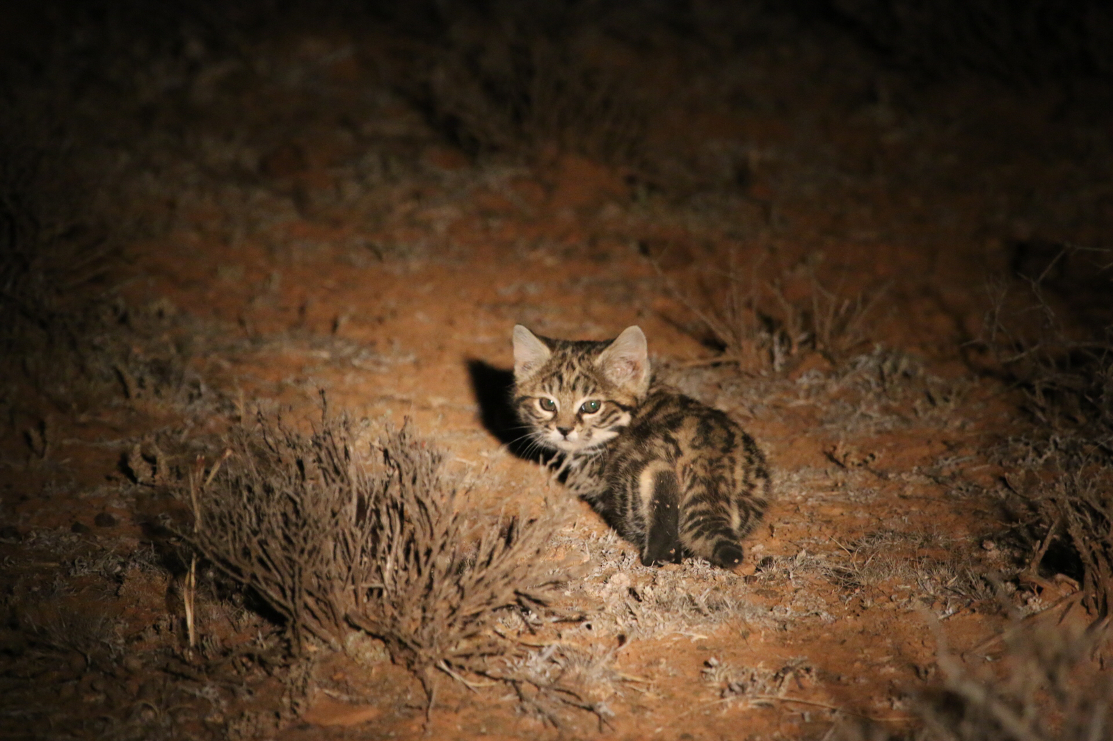 African black-footed cat - cat, Catomafia, Black-footed cat, The photo, Longpost