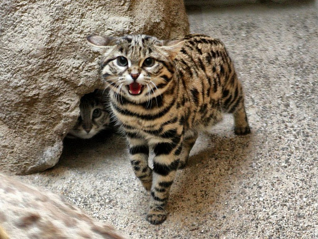 African black-footed cat - cat, Catomafia, Black-footed cat, The photo, Longpost