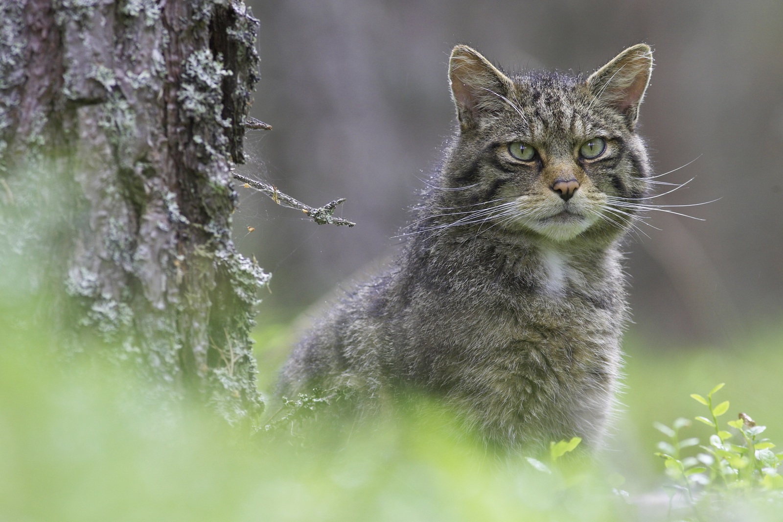 Scottish Forest Cat - cat, Catomafia, The photo, Nature, Forest cat, Longpost