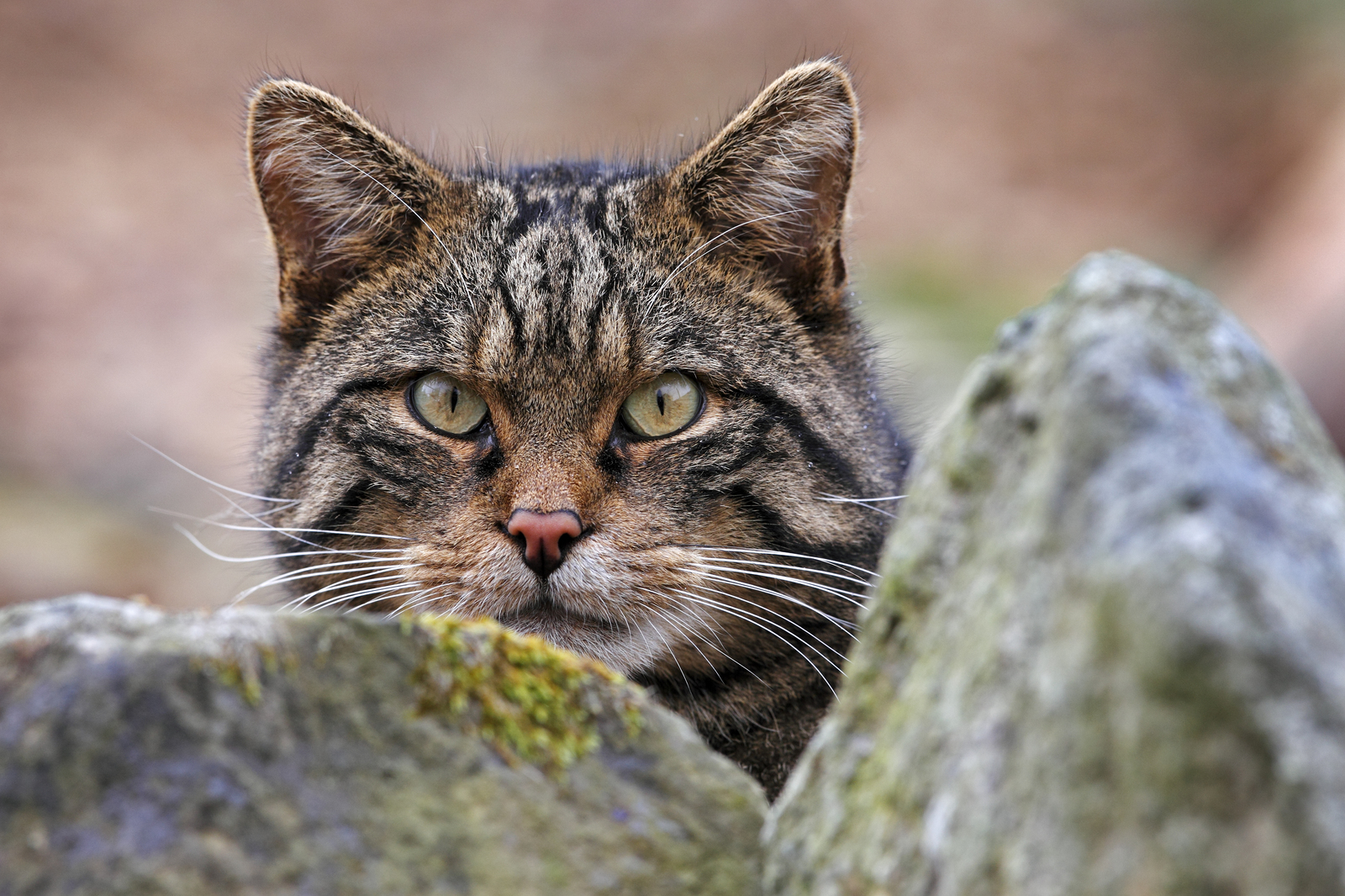 Scottish Forest Cat - cat, Catomafia, The photo, Nature, Forest cat, Longpost