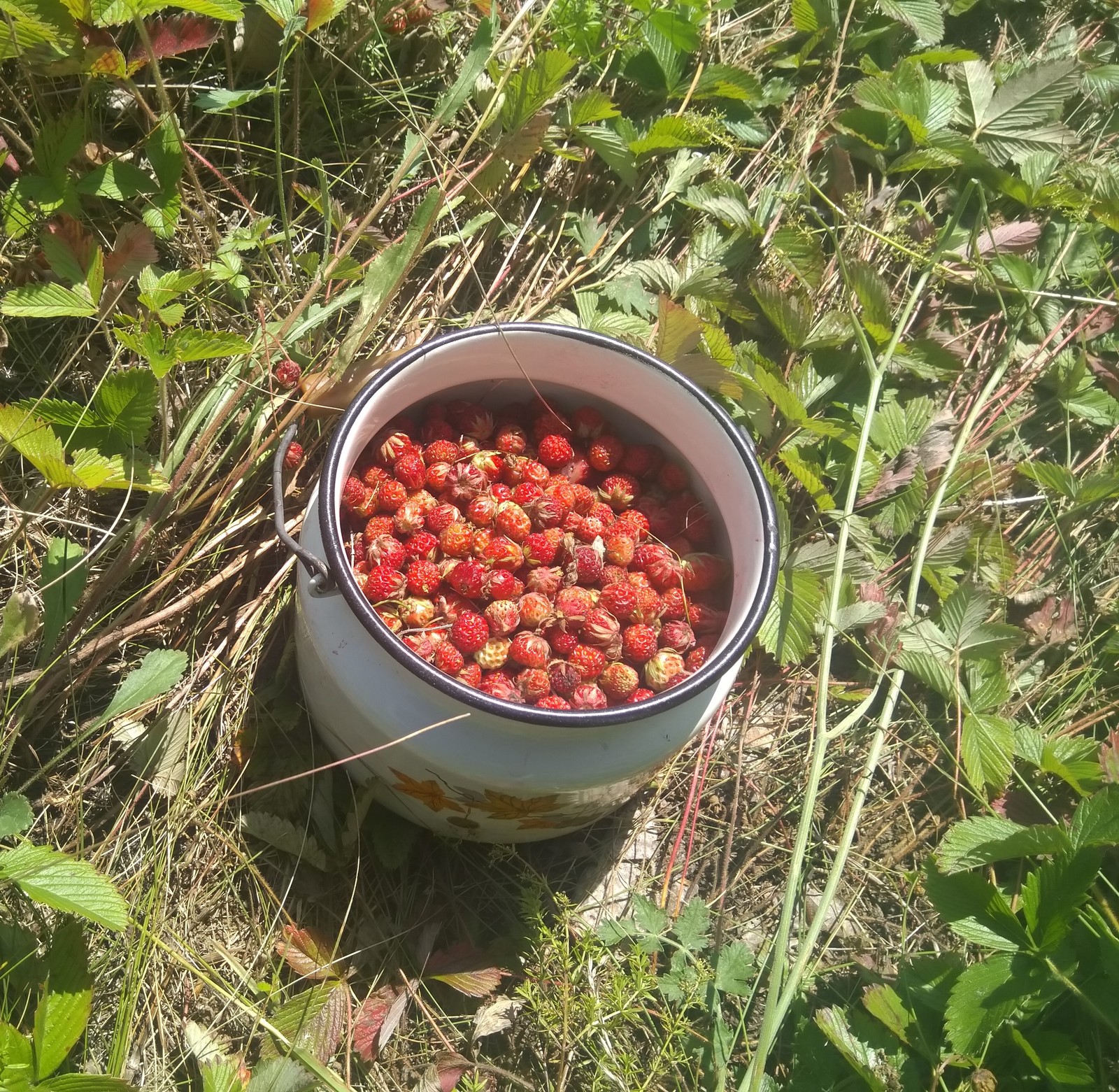 strawberry clearing - My, Strawberry, Mum