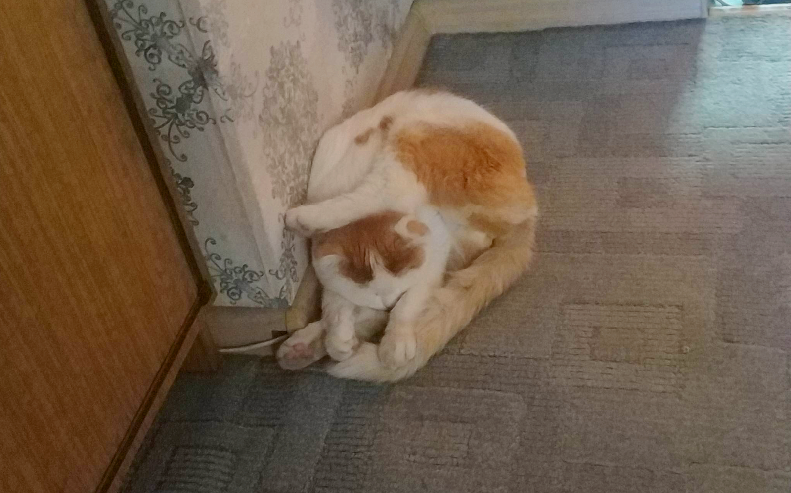 Most comfortable sleeping position found - My, cat, Catomafia, Scottish lop-eared, Masyanya, Hoba, Pets