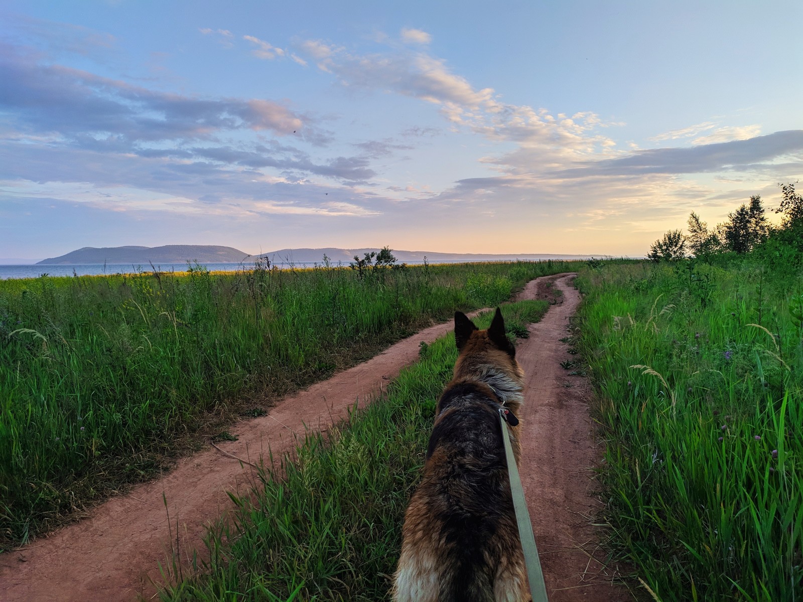 #FollowMe for a walk - My, Dog, Walk, Bratsk, The photo, Mobile photography, Redmi, Xiaomi, Morning