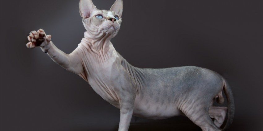 The most expensive cat breeds - My, , cat, Cat breeds, Longpost