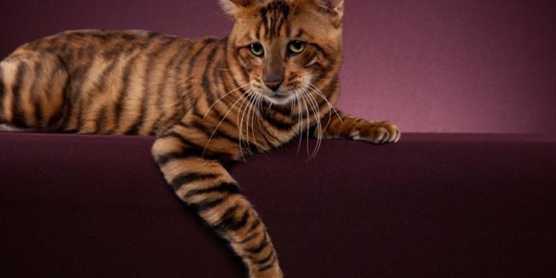 The most expensive cat breeds - My, , cat, Cat breeds, Longpost