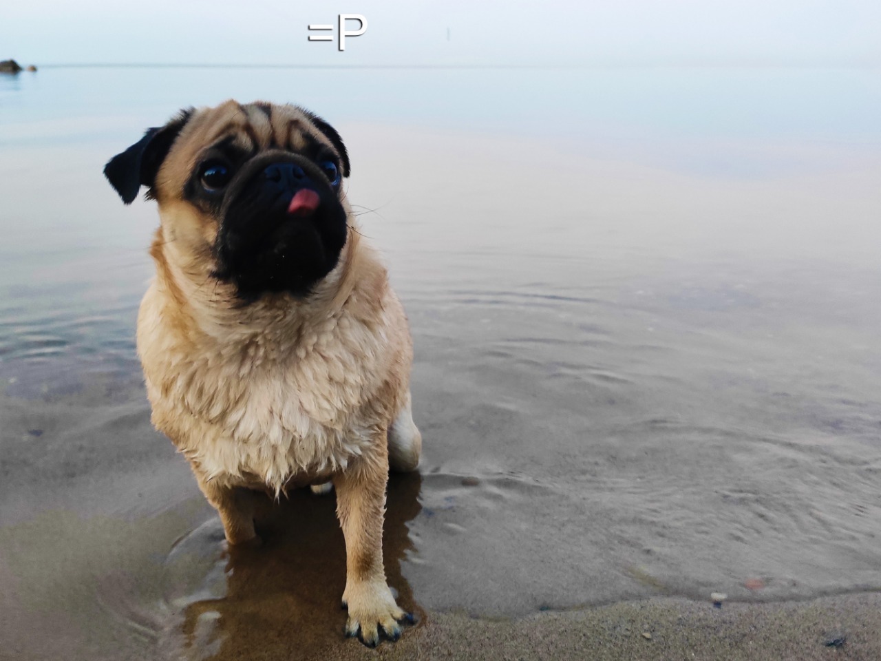 Pug Monday - My, Pug, Pet, Dog, Milota, Friend of human, Animals, Longpost, Pets