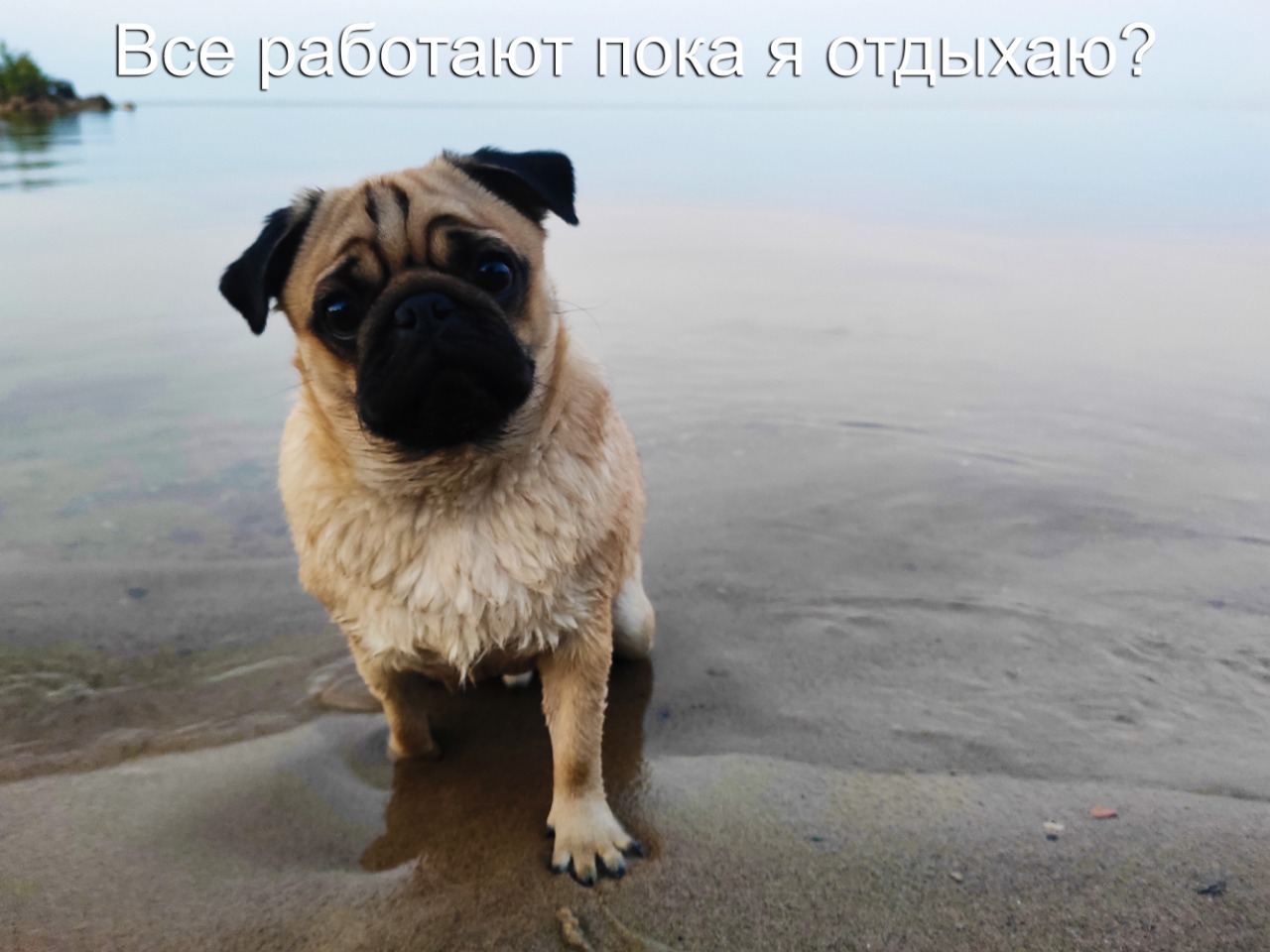 Pug Monday - My, Pug, Pet, Dog, Milota, Friend of human, Animals, Longpost, Pets