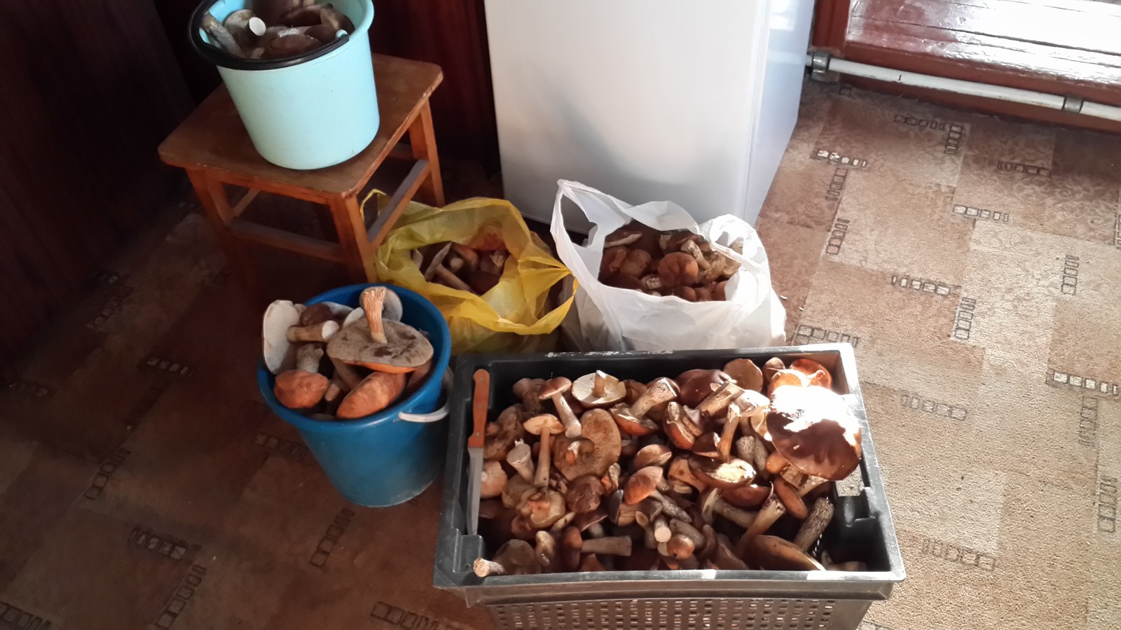 My biggest score. - My, Mushrooms, Luck, Forest, Longpost, Silent hunt