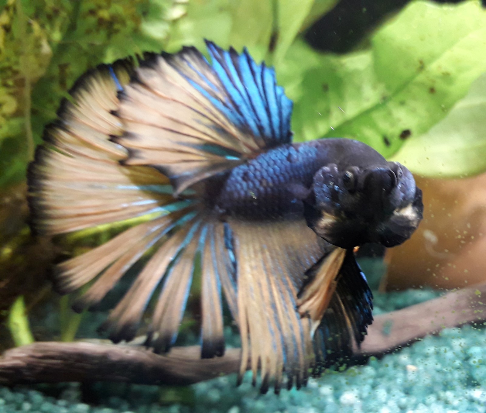 Delicate tail of a Siamese cockerel - My, Cockerel fish, Betta, Aquarium, Longpost