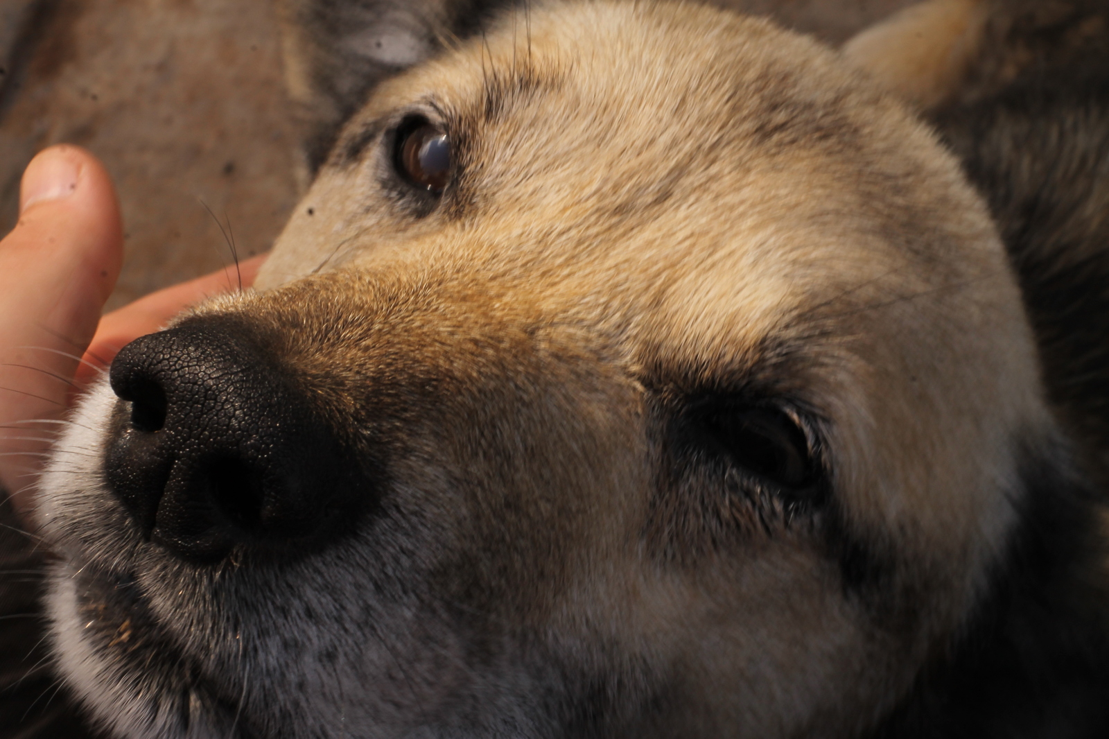 The fly is alive! - My, Dog, Pets, Animals, Village, Mukhtar, The photo, Longpost