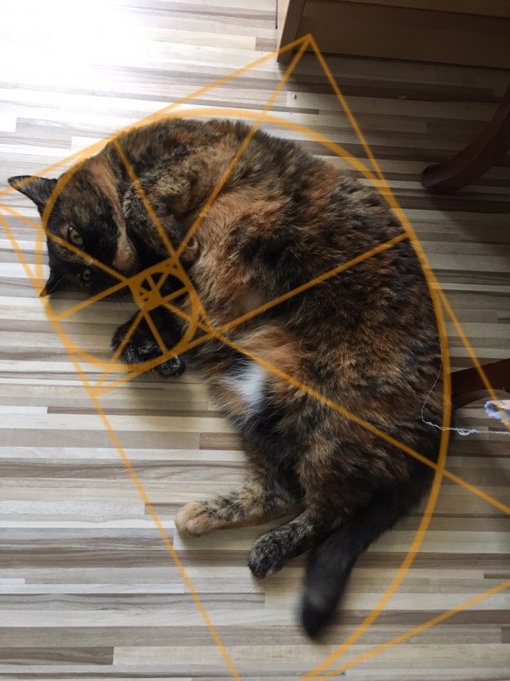 The ideal is achievable - Fat cats, cat, Golden ratio