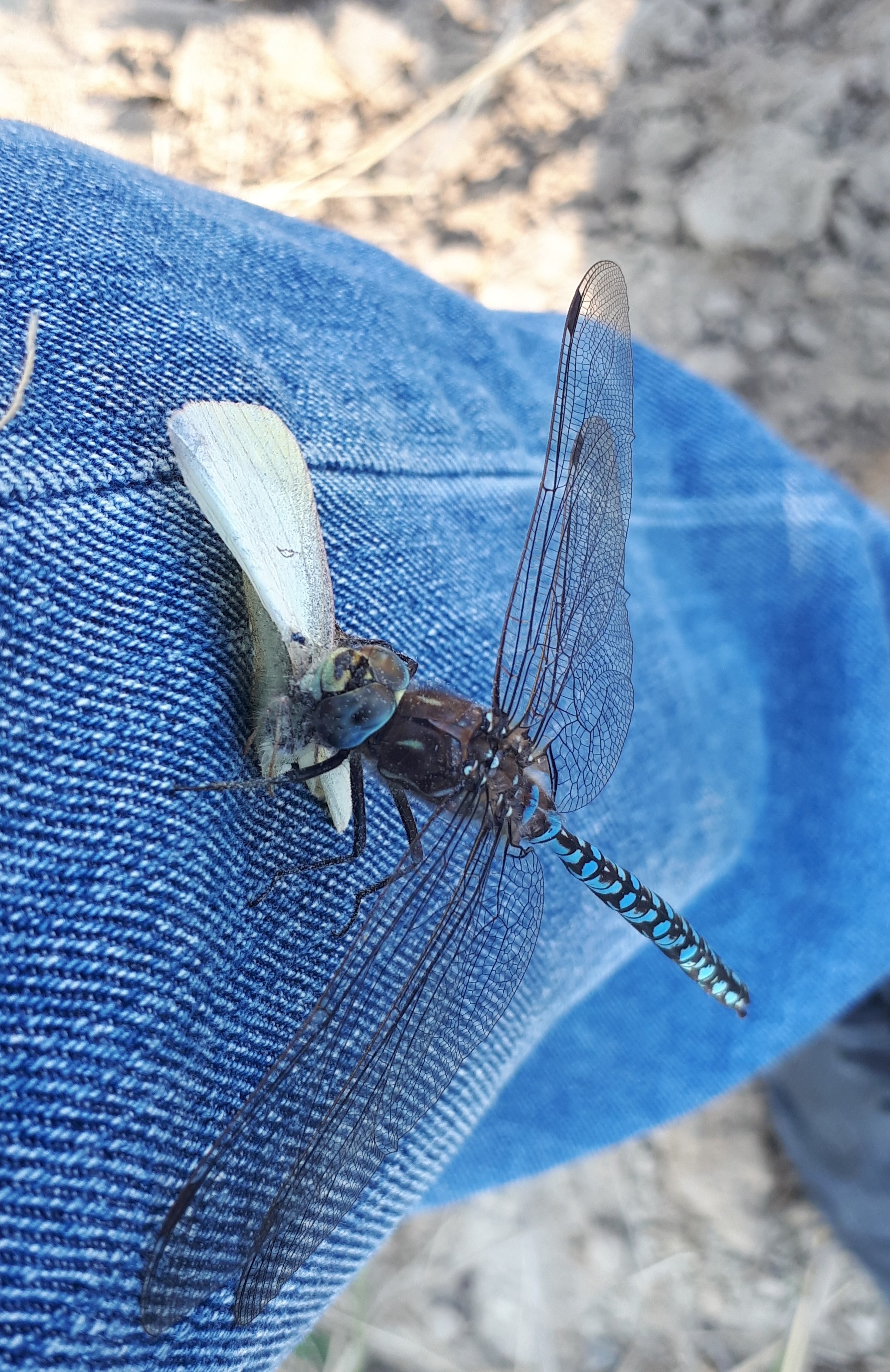 Dragonfly and moth - My, Dragonfly, Dinner, YaNAO, Funny, Ludicrous death, Insatiable, Life is short, Photo on sneaker, Video, Longpost