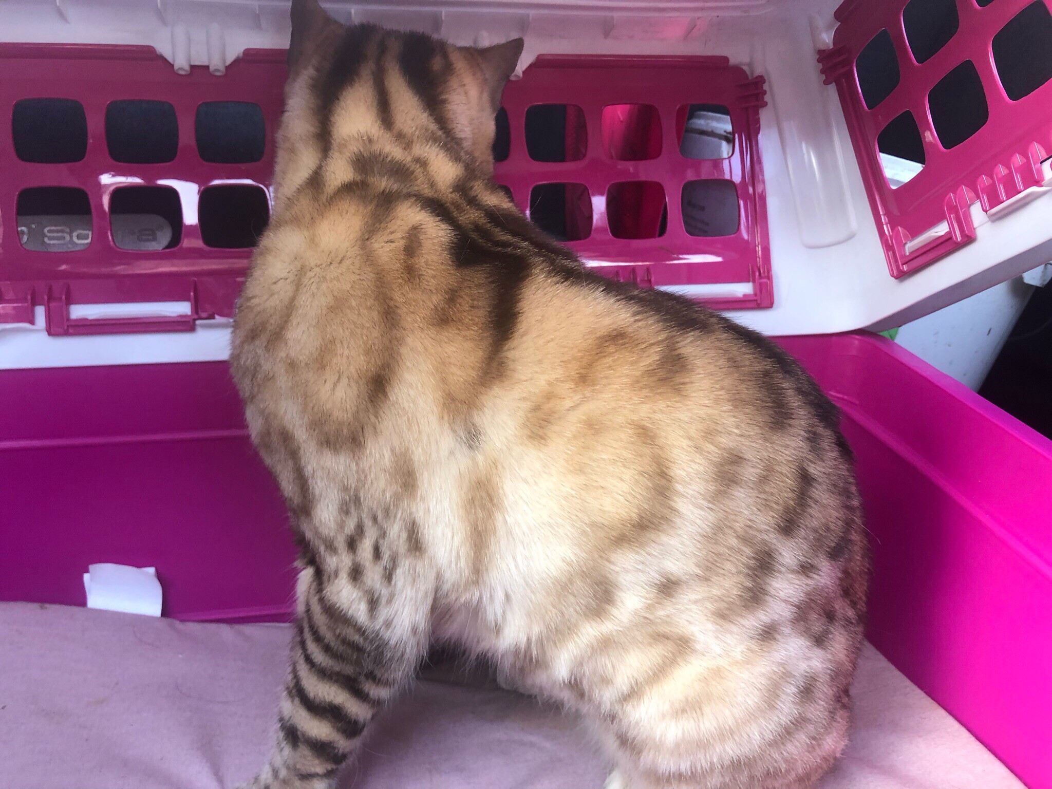 Give away a Bengal cat. - Bengal cat, In good hands, Belgorod region, Catomafia, Longpost, cat