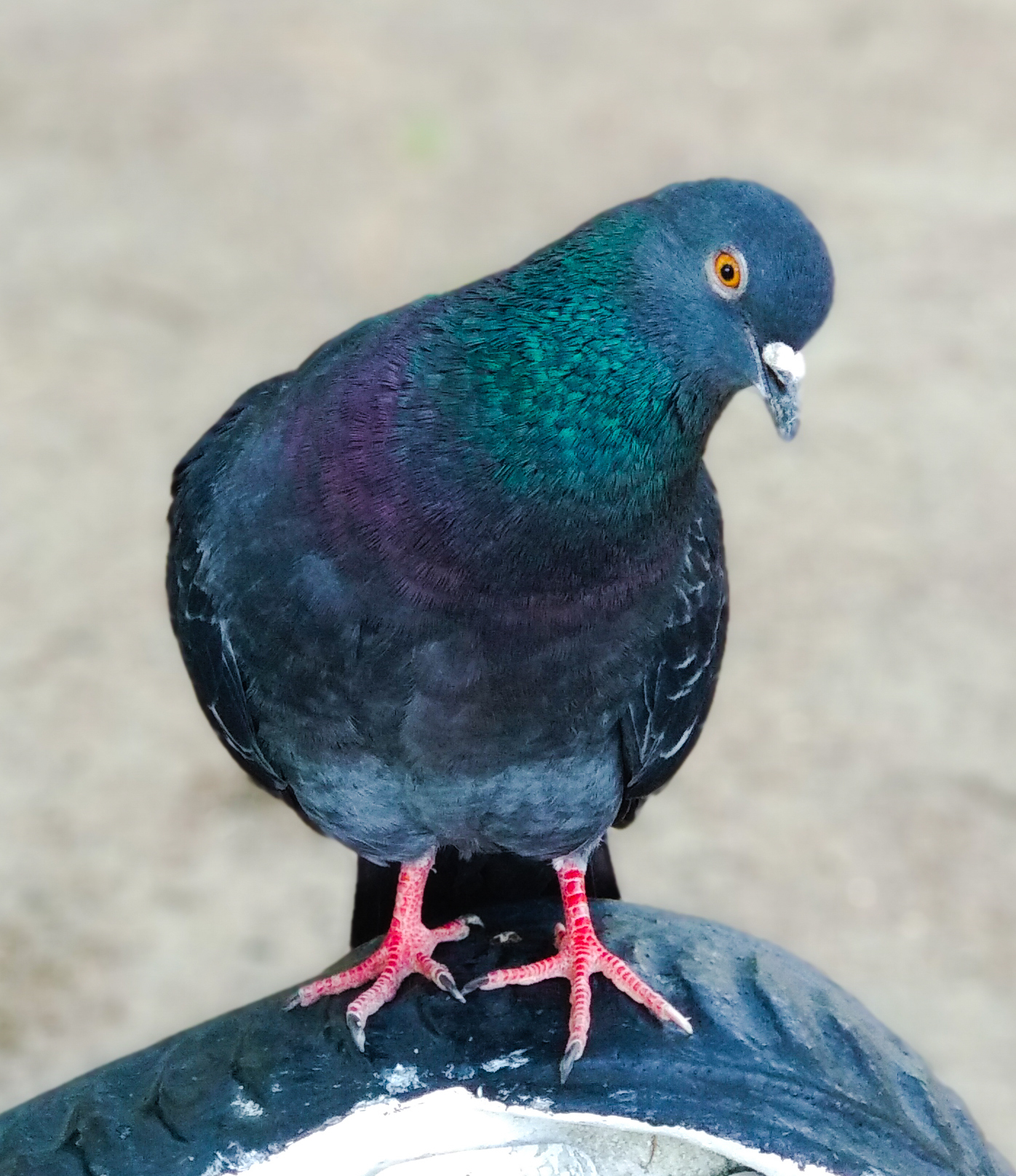 Pigeons waiting for seeds. - My, The photo, Mobile photography, Pigeon, Birds, Xiaomi Mi A1, Longpost