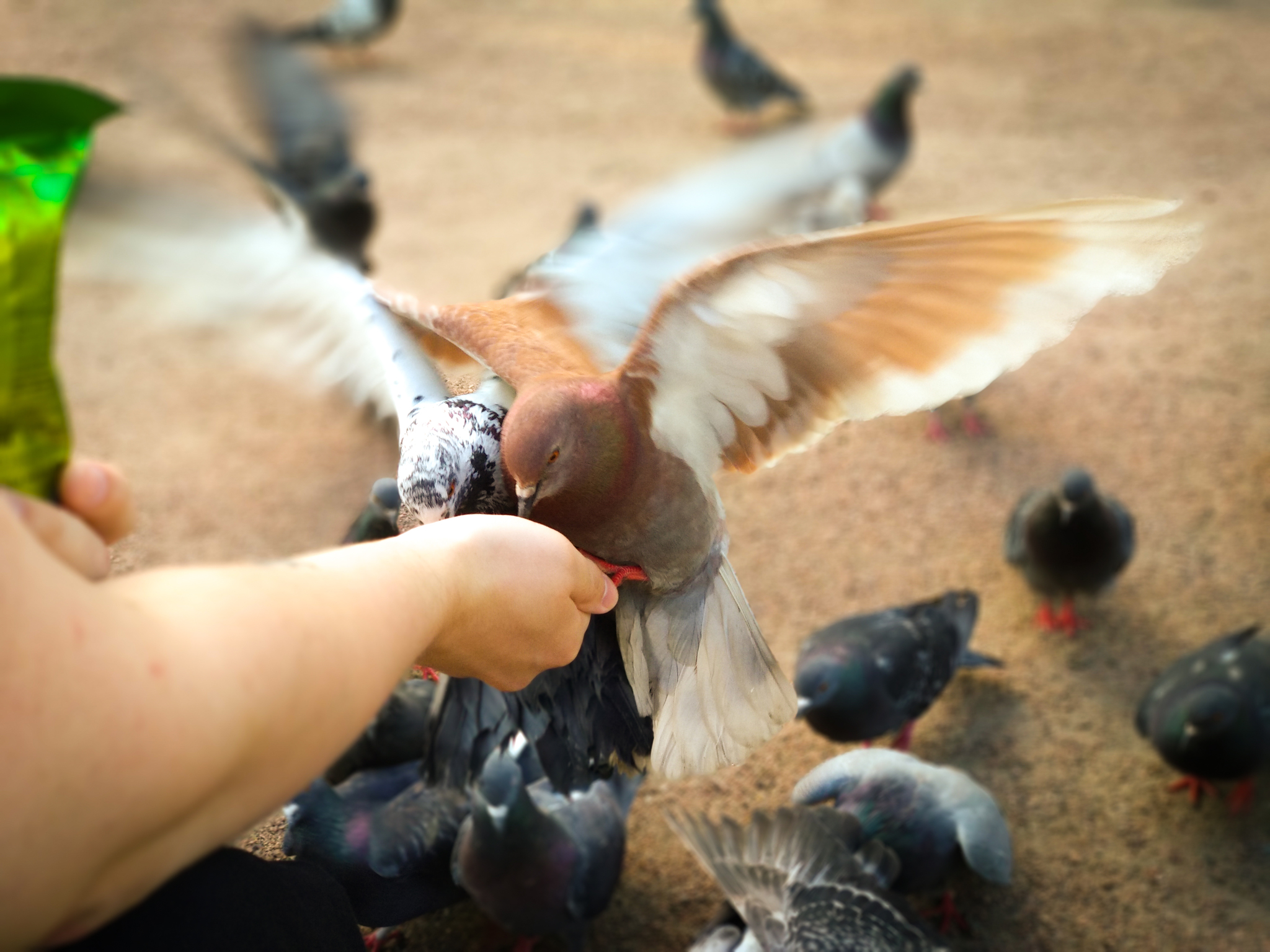 Pigeons waiting for seeds. - My, The photo, Mobile photography, Pigeon, Birds, Xiaomi Mi A1, Longpost