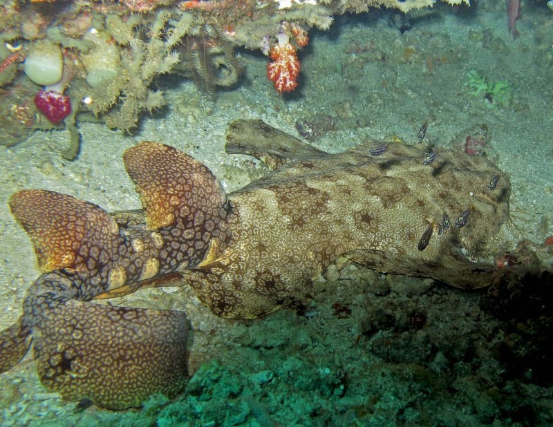 THE DISCRETE CHARM OF CARPET SHARKS. - Shark, Marine life, Who lives at the bottom of the ocean, Video, Longpost, Carpet shark