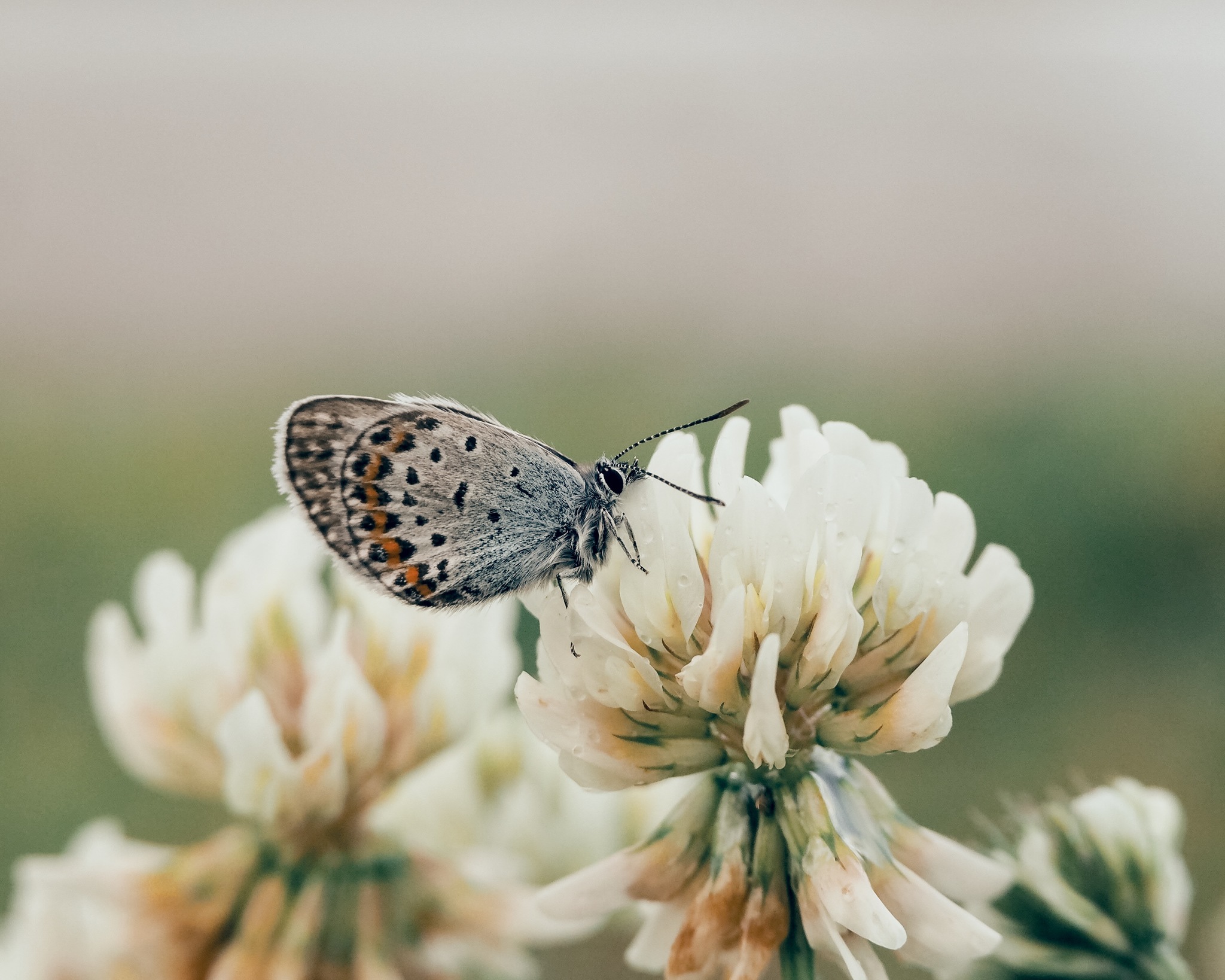 Butterfly on clover - My, Butterfly, Macro, Macro photography, Olympus