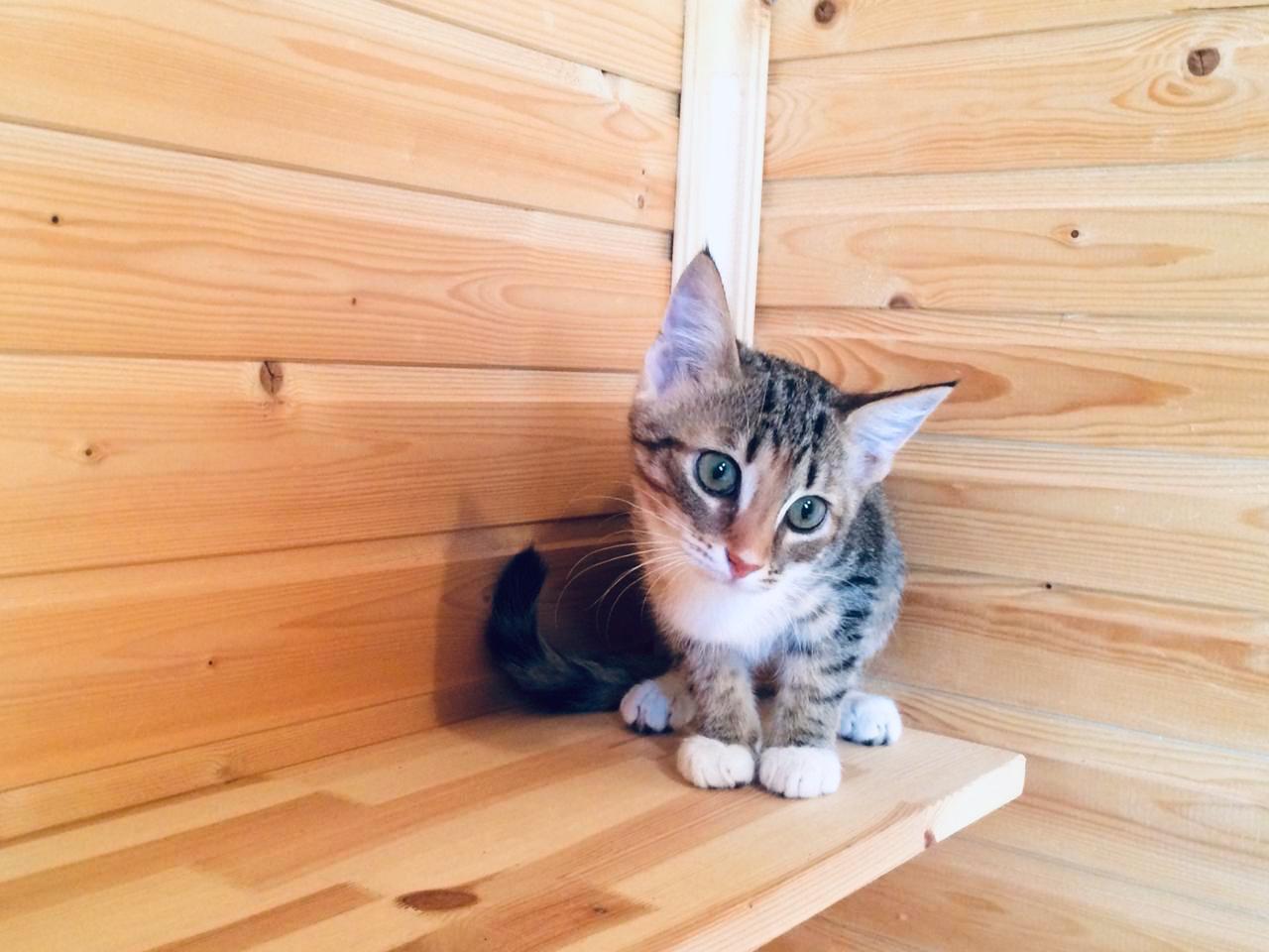 Kittens from Volkhov are looking for a home. - My, cat, In good hands, Looking for a home, No rating, Help, Saint Petersburg, Longpost, Volkhov, Helping animals