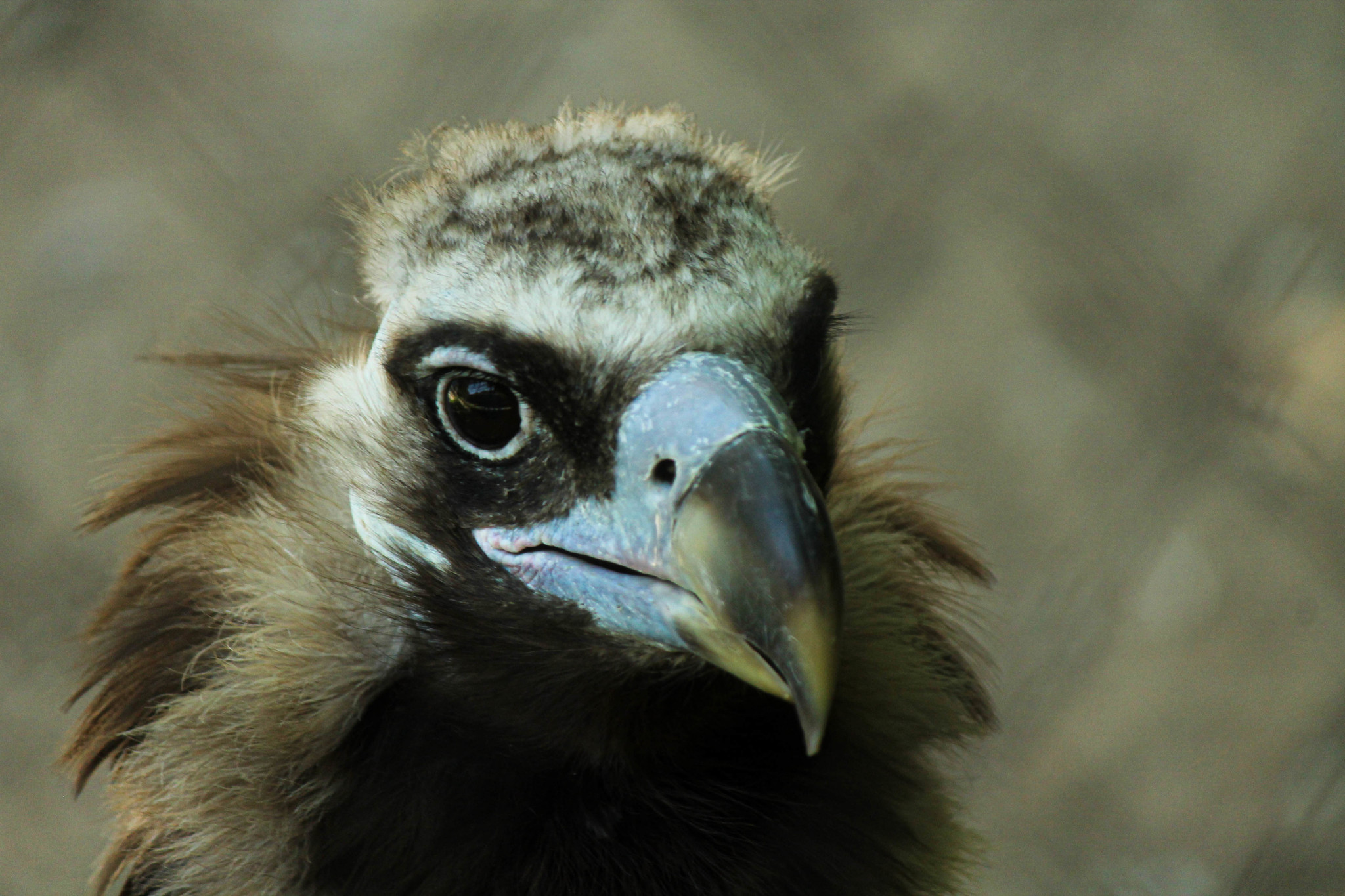 Tallinn Zoo - My, Zoo, , The photo, Longpost