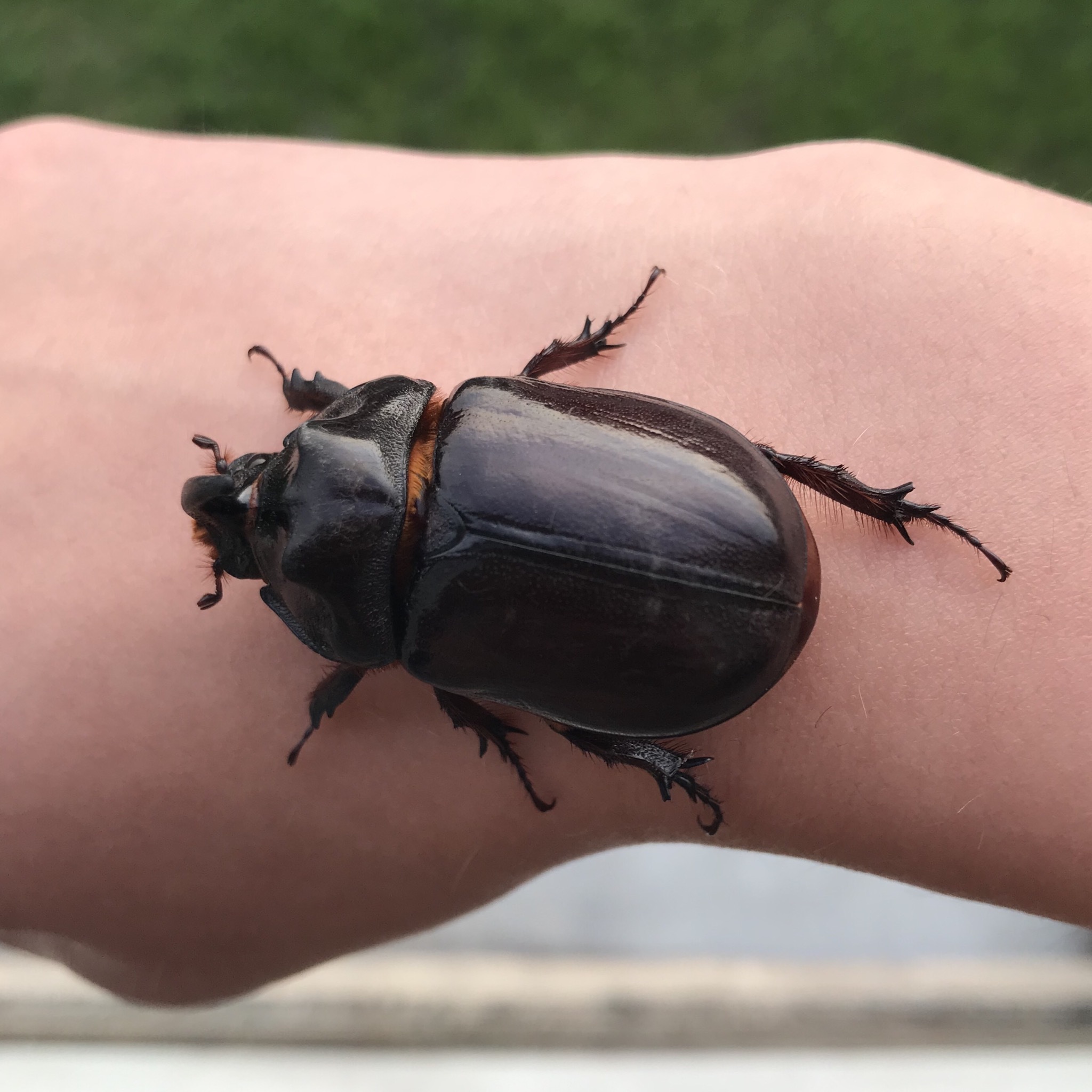 Rhinoceros beetle - My, Rhinoceros beetle, Жуки, Monster, Longpost