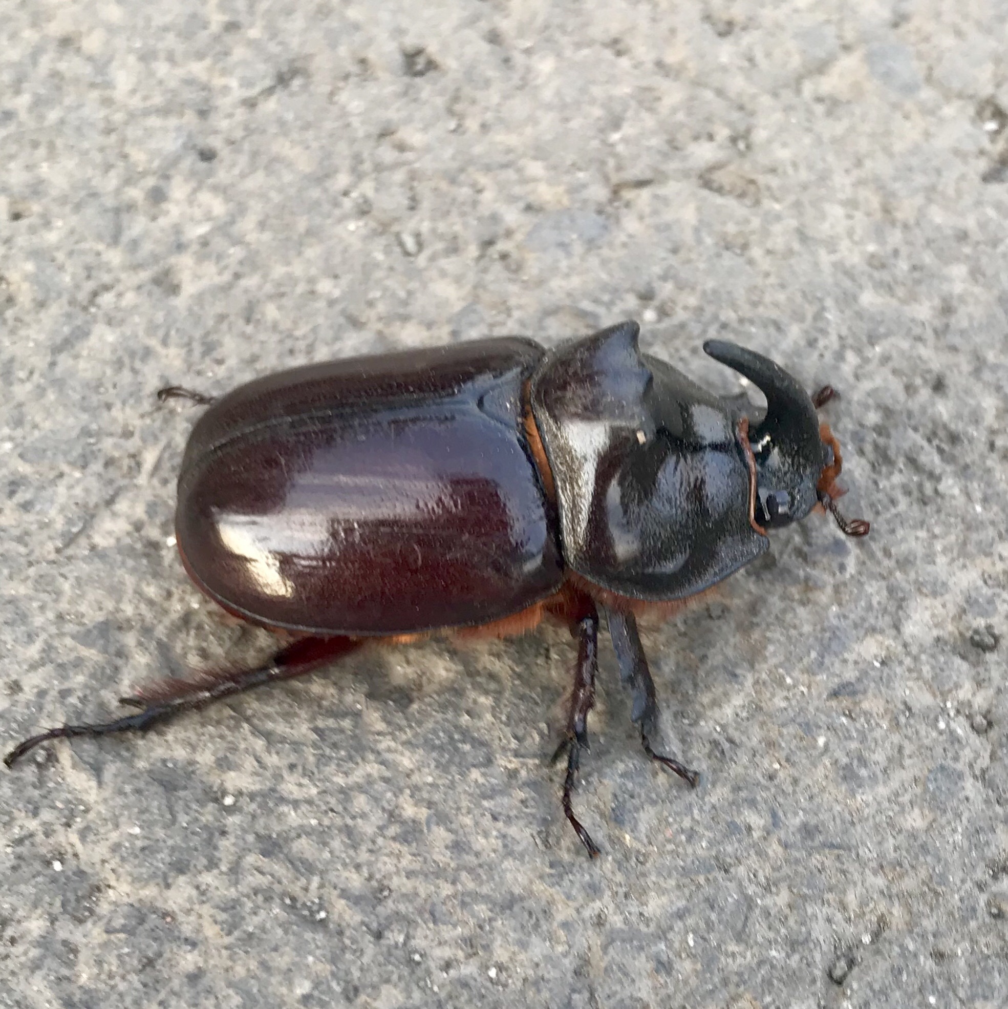 Rhinoceros beetle - My, Rhinoceros beetle, Жуки, Monster, Longpost