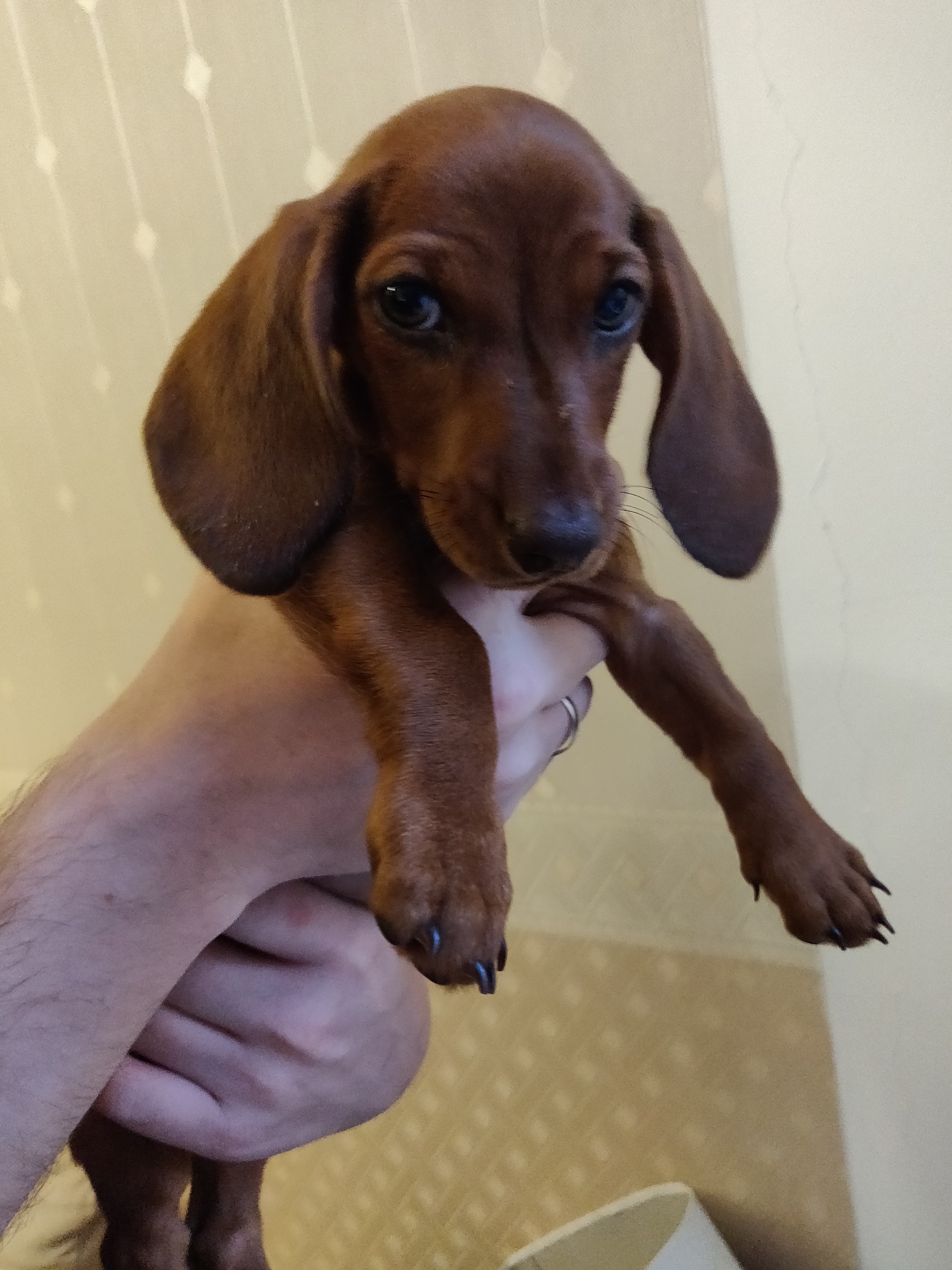 Kiev. Looking for responsible owners for a dachshund puppy. - My, No rating, Kiev, Dachshund, Dwarf dachshund, Dog, In good hands, Longpost