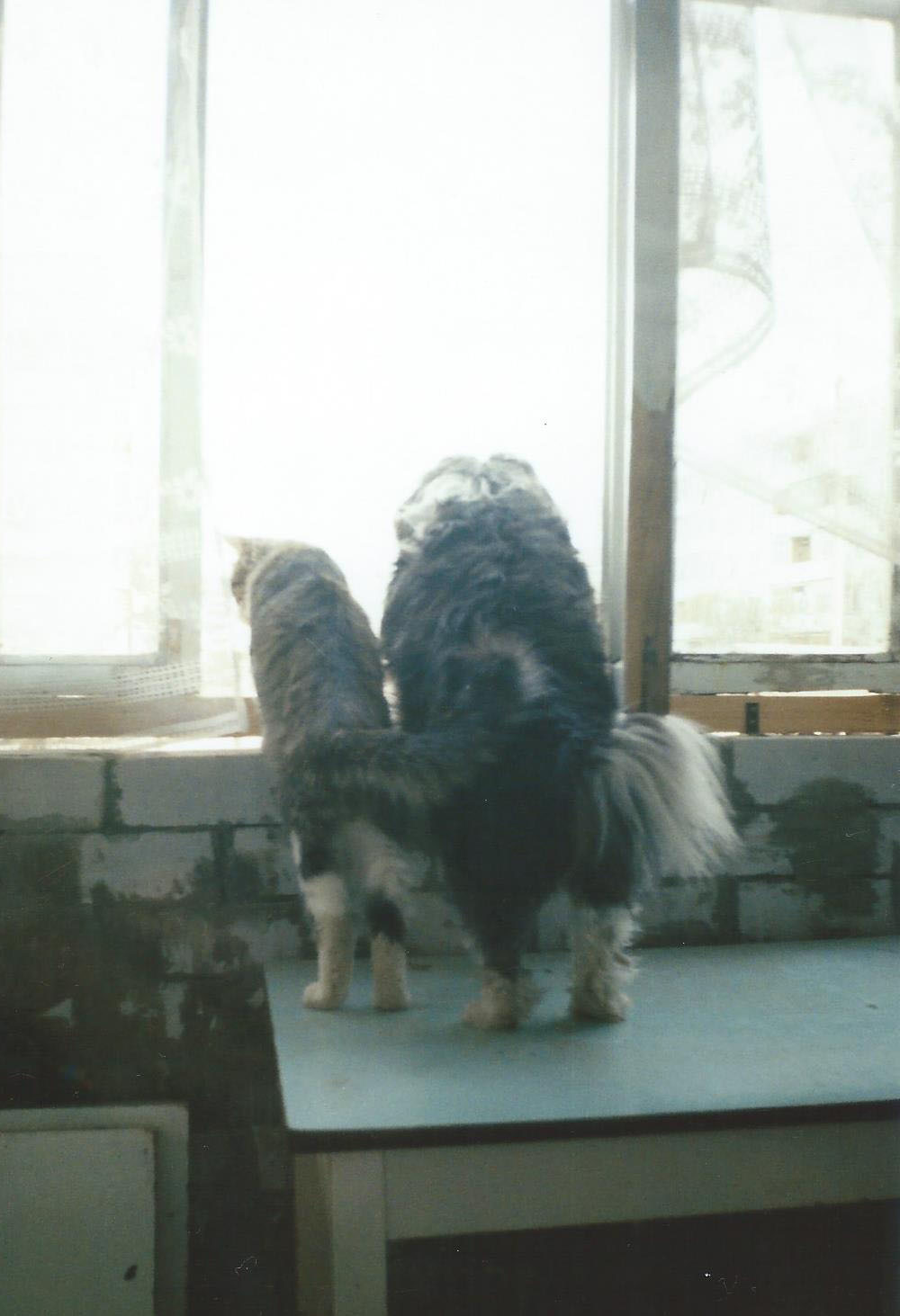 Cat and dog. - My, cat, Dog, The photo, Window, friendship