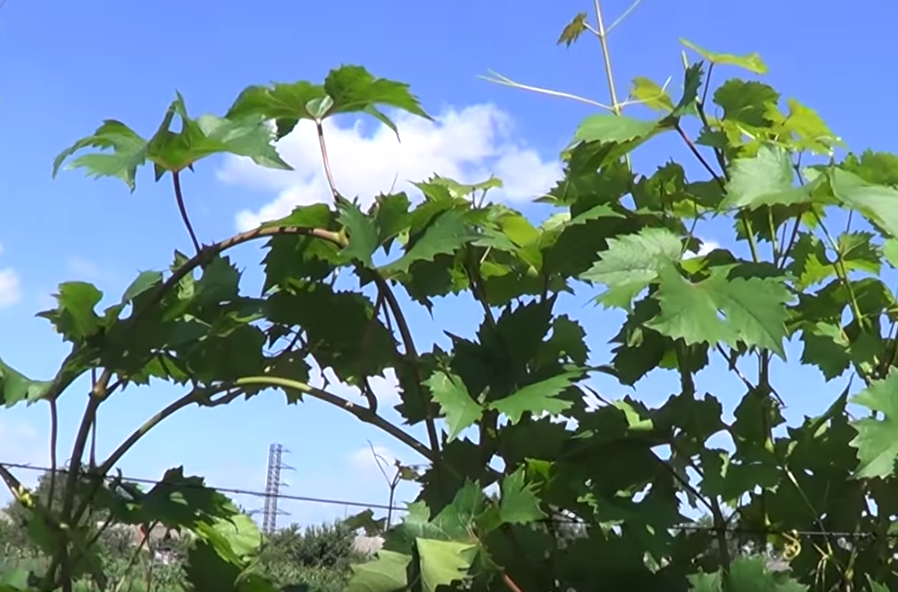 What to do in the vineyard in July - My, Grape, Vineyard, Care, Garden, Dacha, Longpost