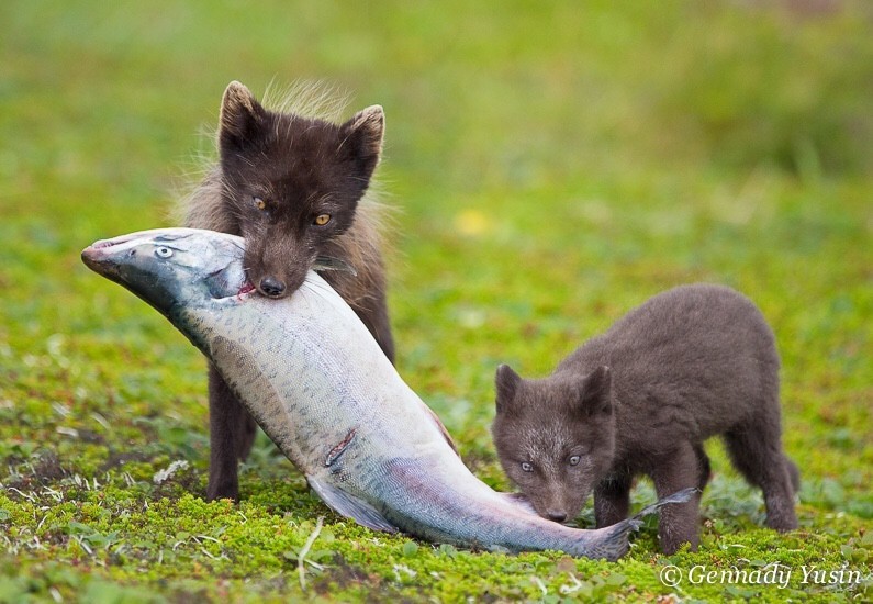 Mom's helper - The photo, Animals, Kamchatka, wildlife, Arctic fox, Young, Salmon, Photographer Gennady Yusin