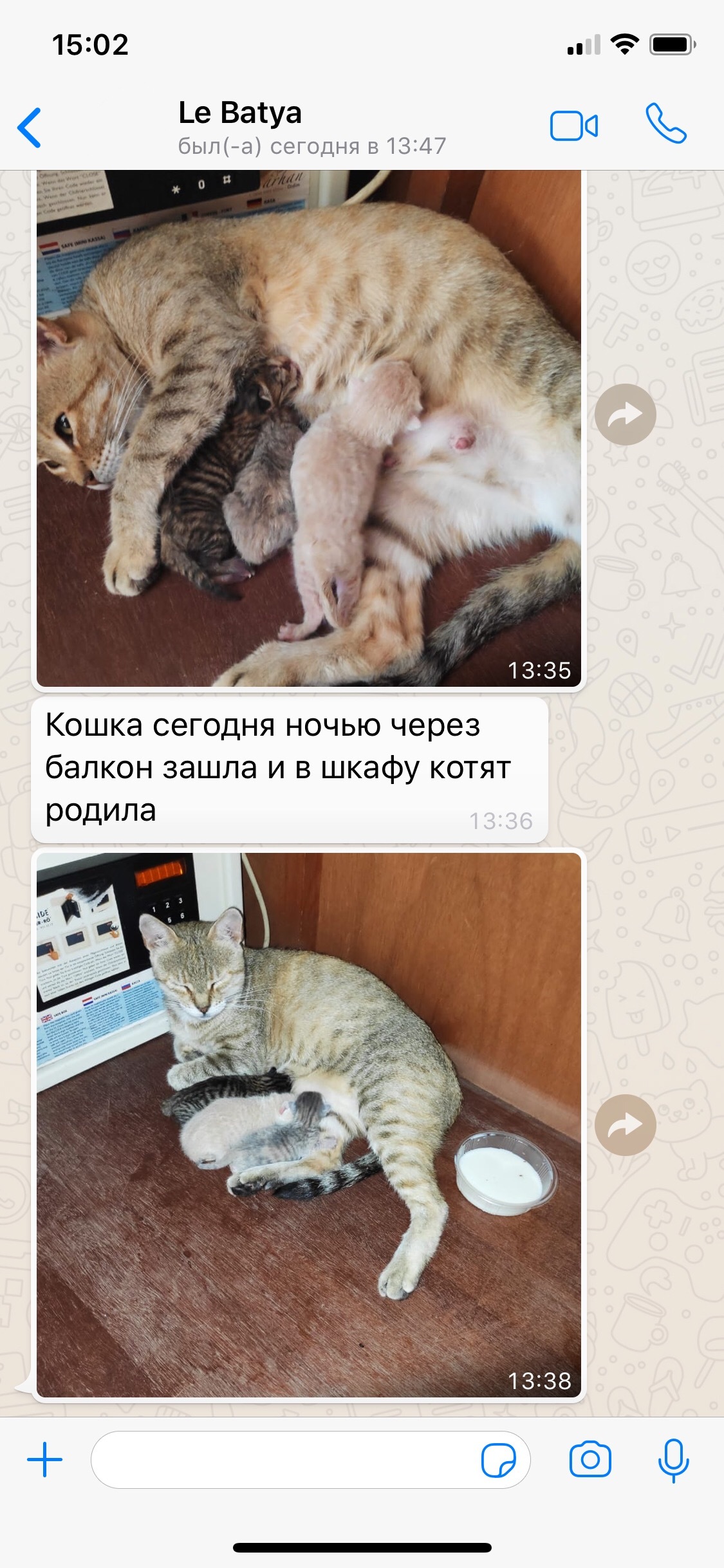 Суровые турецкие кошки - Моё, Турция, Кот, Котята, Отель, Длиннопост