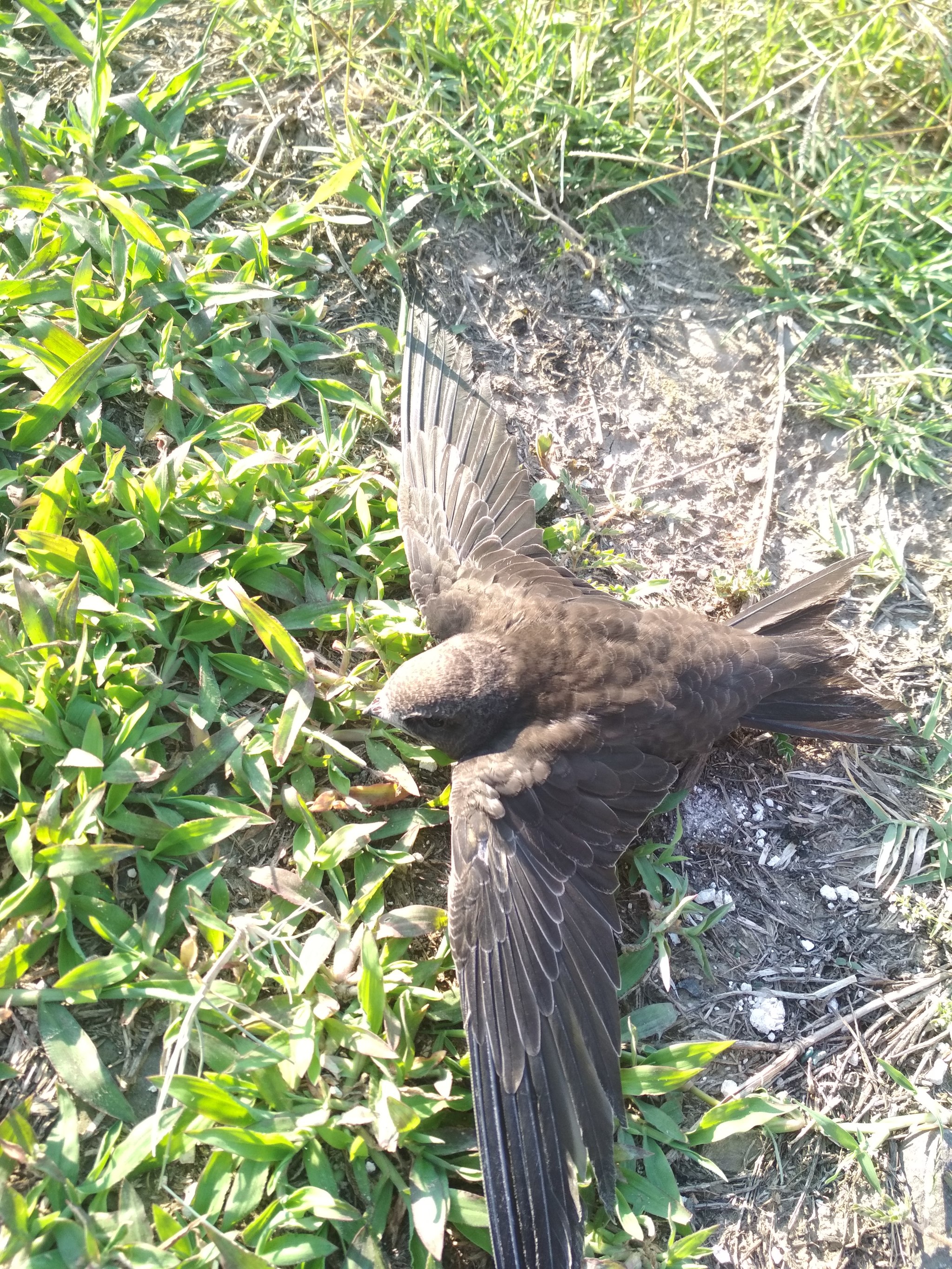 Looks like a haircut - My, What kind of bird?, Birds, Foundling, Longpost