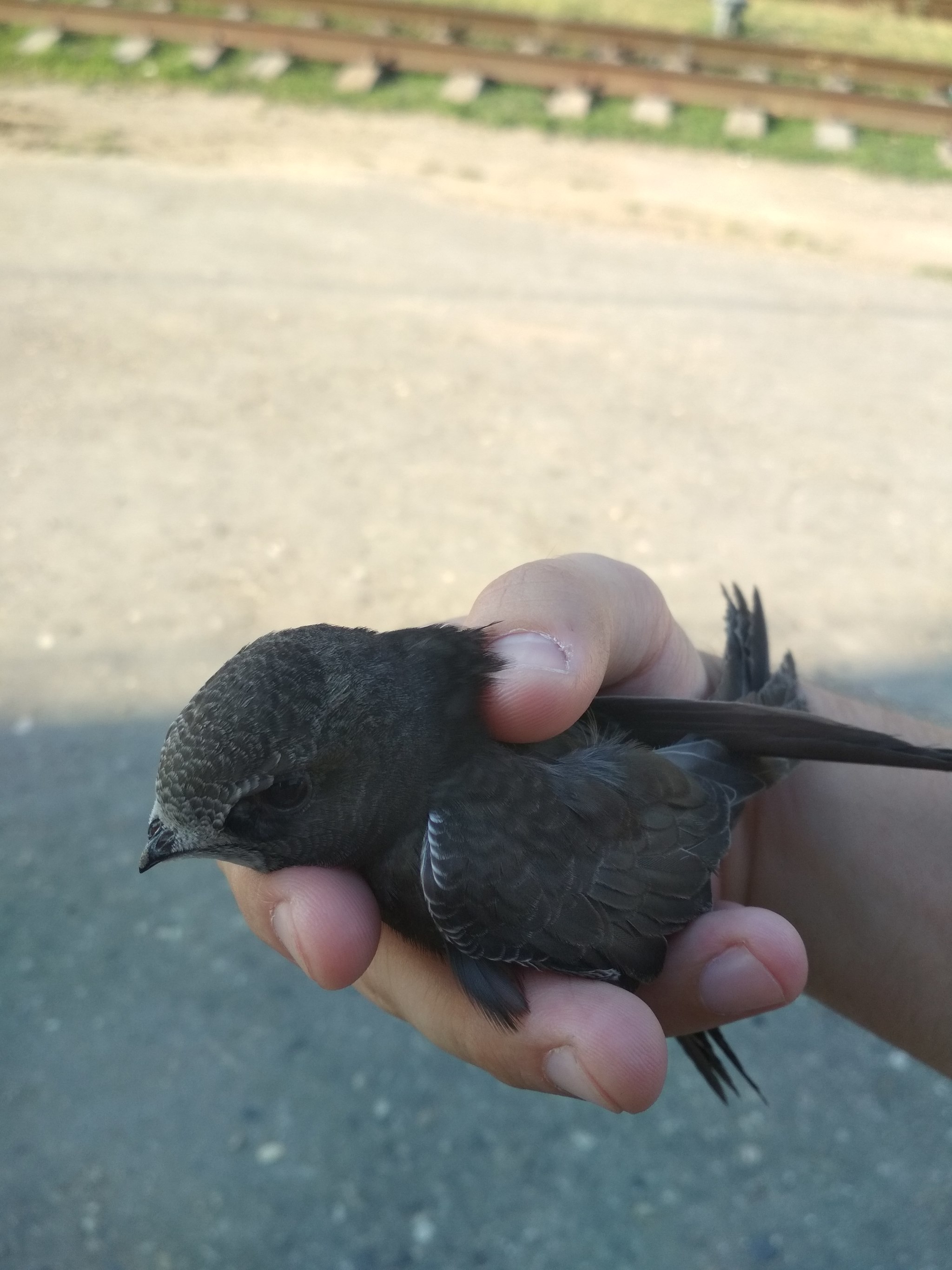 Стрижонок. Маленькие Стрижата. Маленький Стрижонок. Птица Стрижонок.