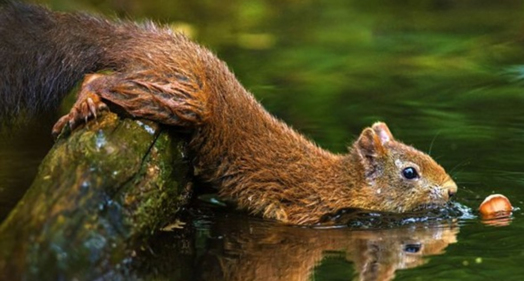 Squirrel Adventure. - Squirrel, Forest, Nuts, The photo