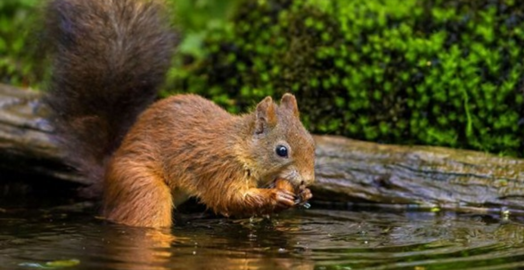 Squirrel Adventure. - Squirrel, Forest, Nuts, The photo