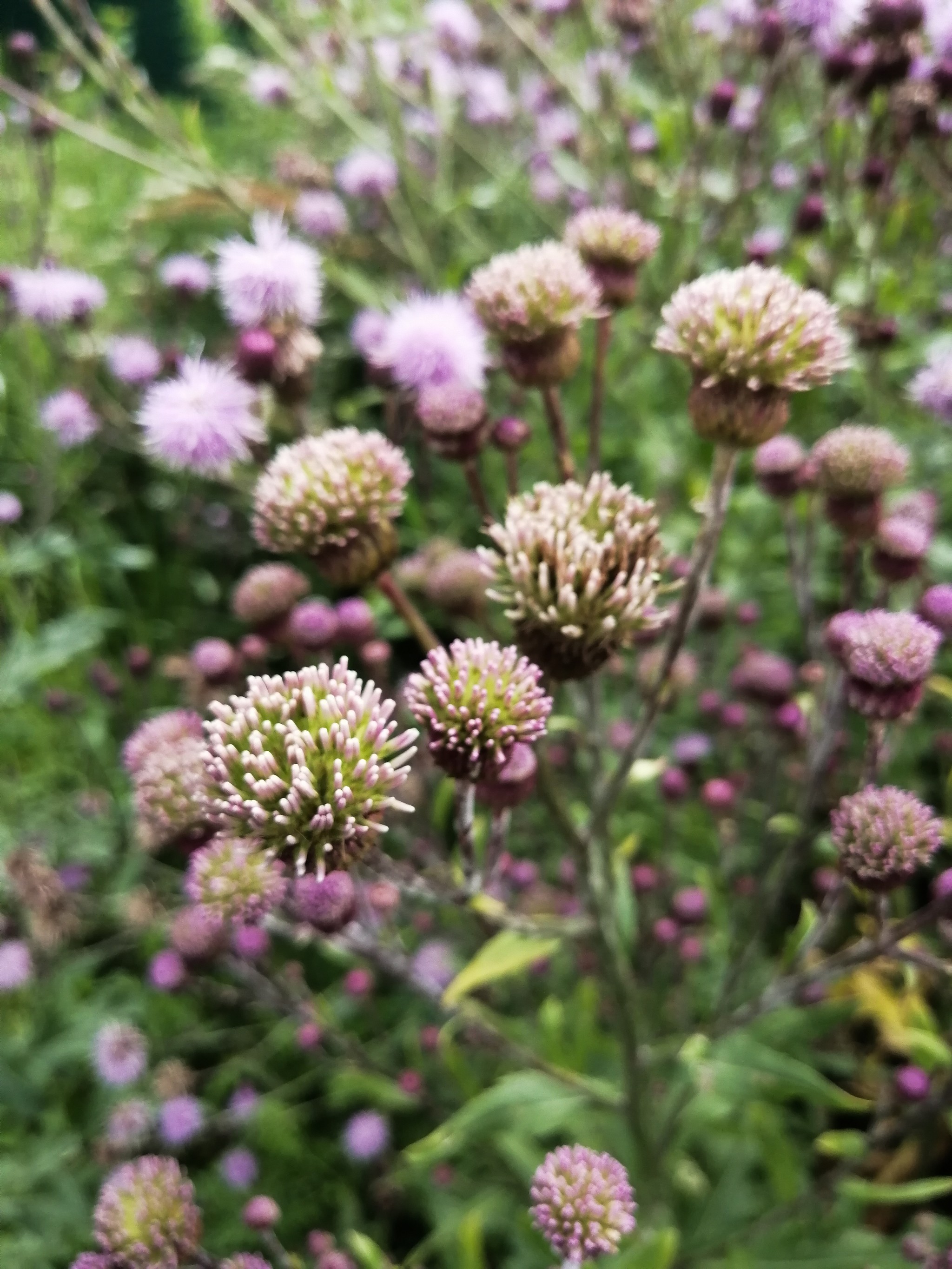 Just a little beauty, 3.0 - My, Plants, Botany, beauty, beauty of nature, Flowers, Wildflowers, Photo on sneaker, Longpost