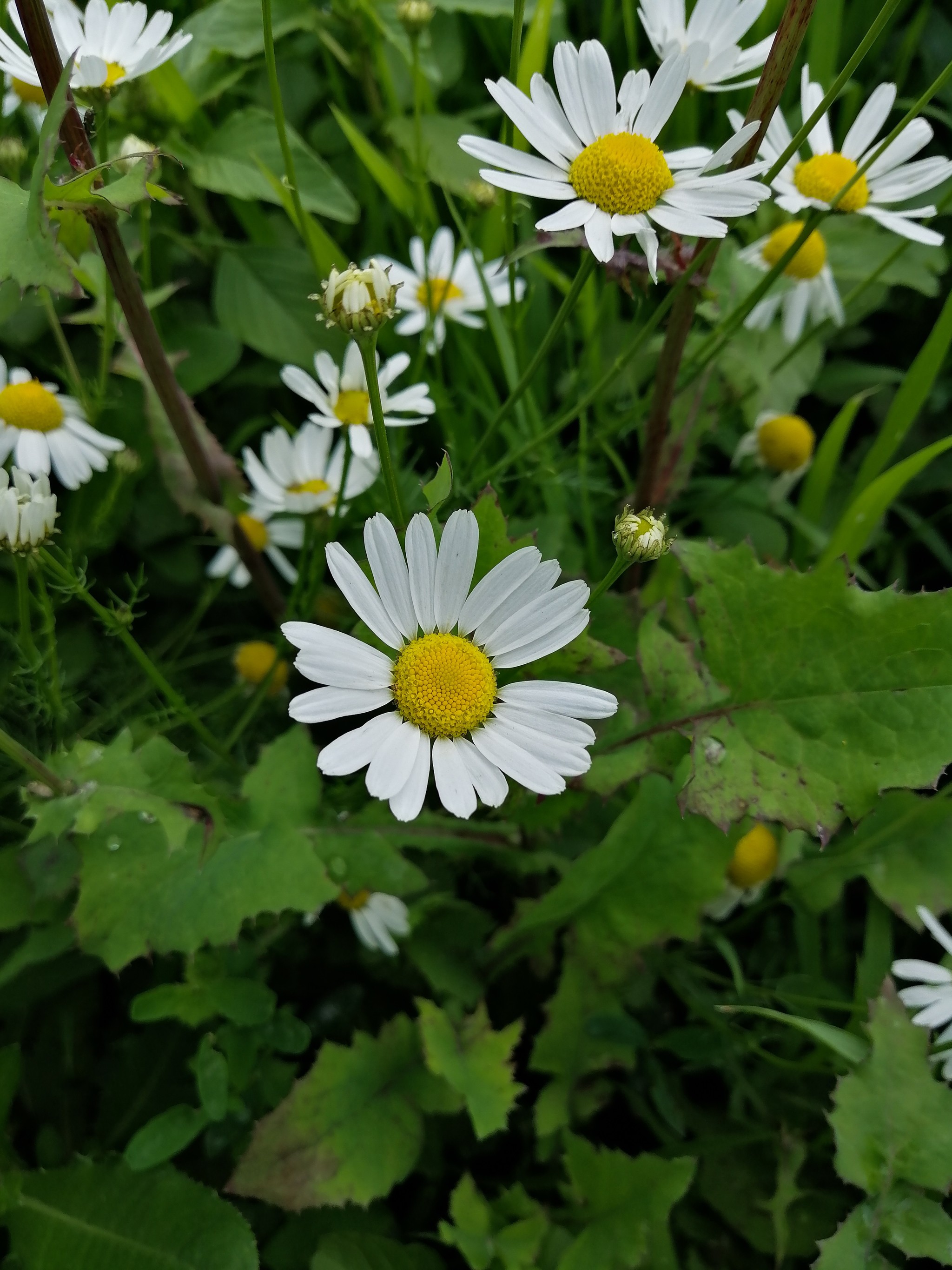 Just a little beauty, 3.0 - My, Plants, Botany, beauty, beauty of nature, Flowers, Wildflowers, Photo on sneaker, Longpost